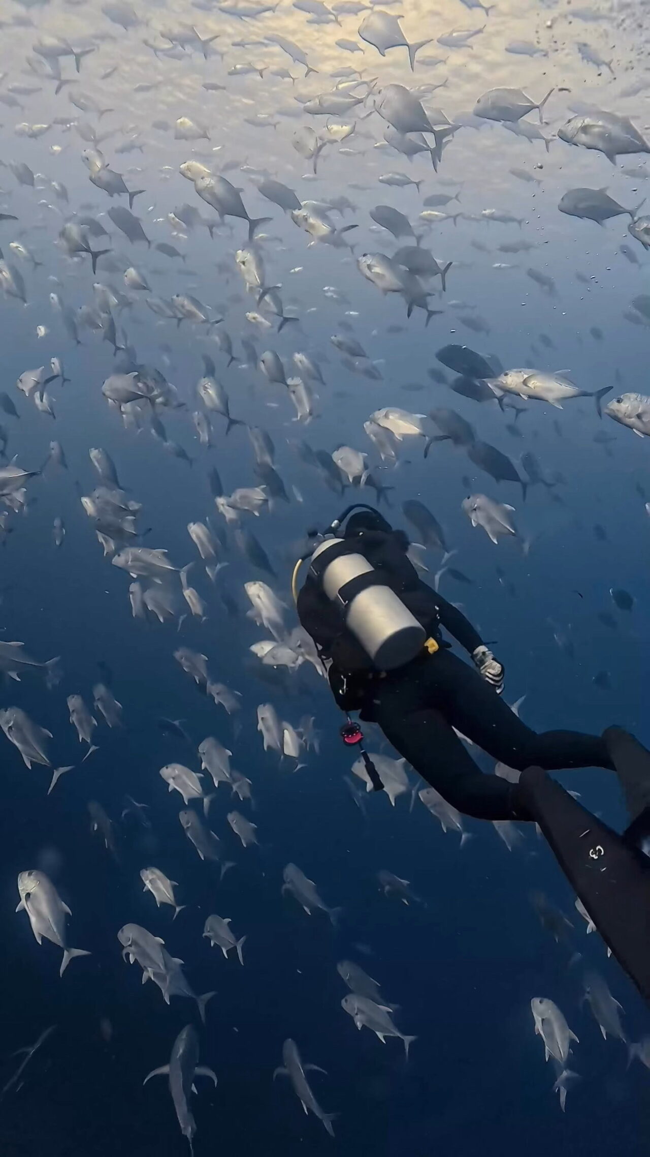 ロウニンアジ渦 ペリリューコーナー ペリリューカット ペリリューエキスプレス パラオ ペリリュー島のダイビングショップ｜OMZオムズ