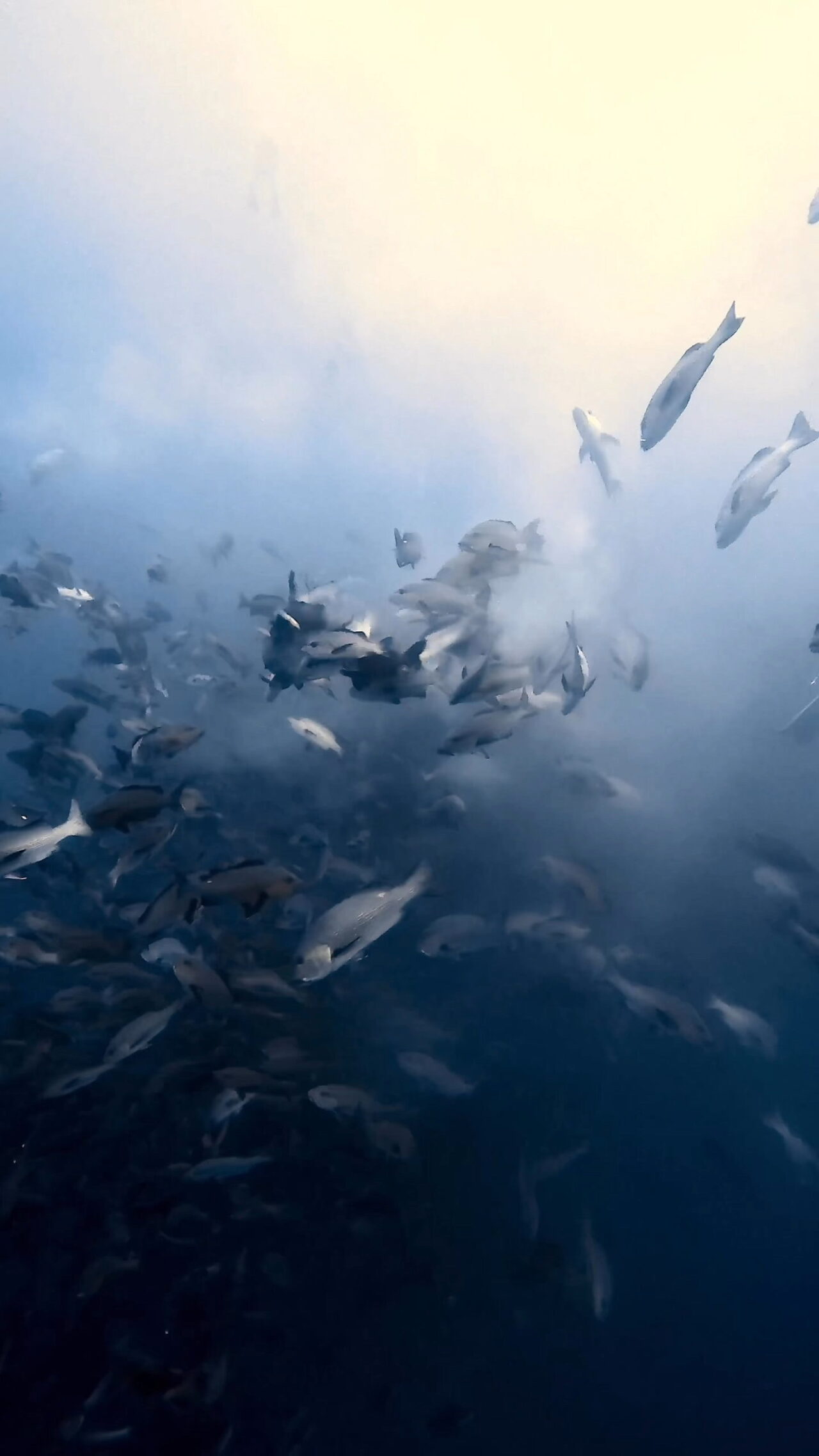 バラフエダイを狙うブルシャーク ペリリューコーナー ペリリューカット ペリリューエキスプレス パラオ ペリリュー島のダイビングショップ｜OMZオムズ