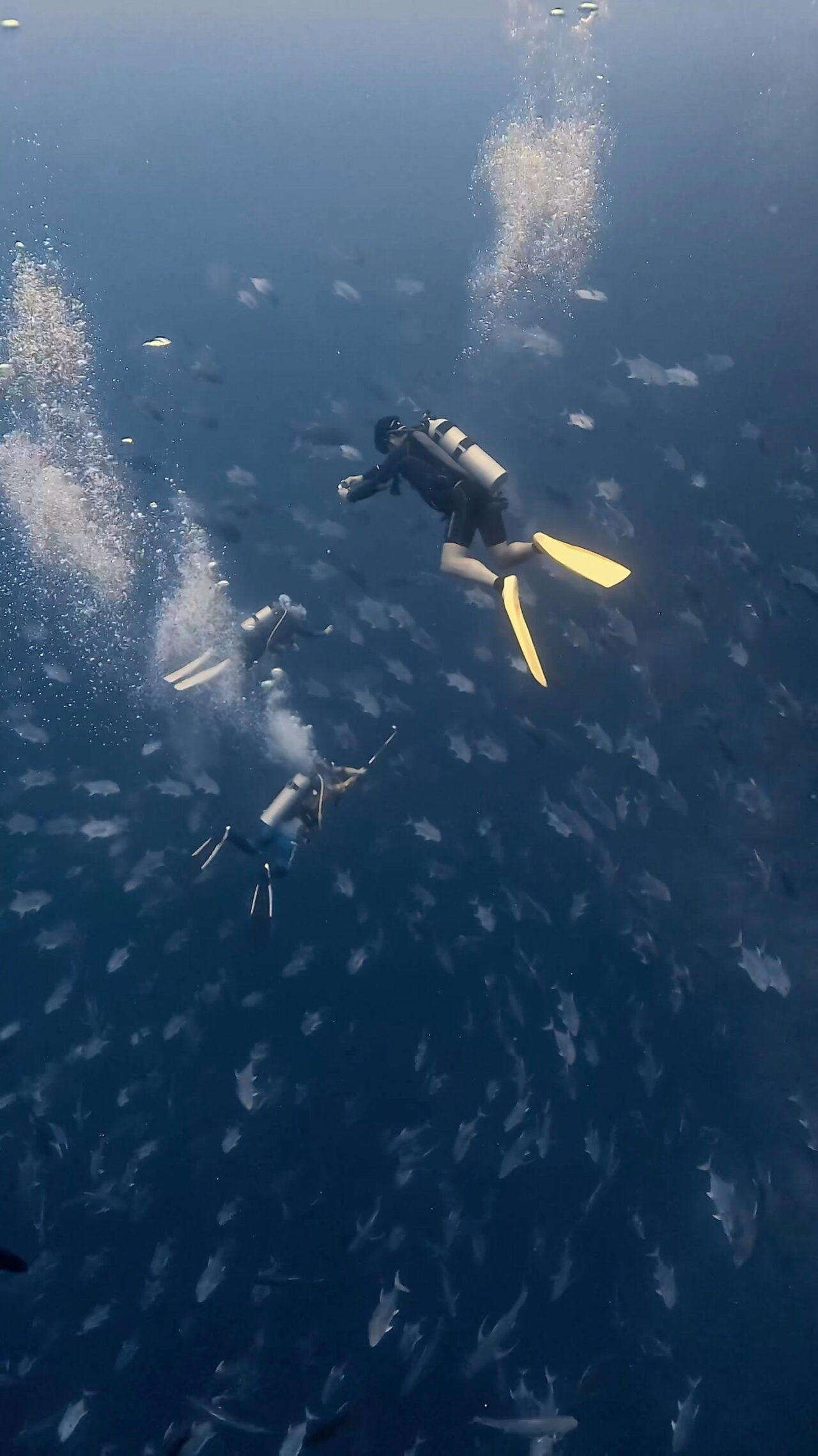 タイガーシャーク現る ペリリューコーナー ペリリューカット ペリリューエキスプレス タートルコーブ パラオ ペリリュー島のダイビングショップ|OMZオムズ