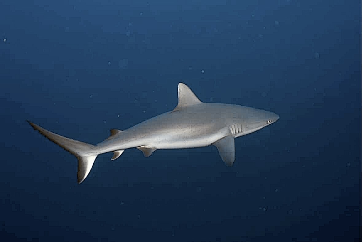 ブルと一緒に ペリリューコーナー ペリリューカット ペリリューエキスプレス パラオ ペリリュー島のダイビングショップ|OMZオムズ