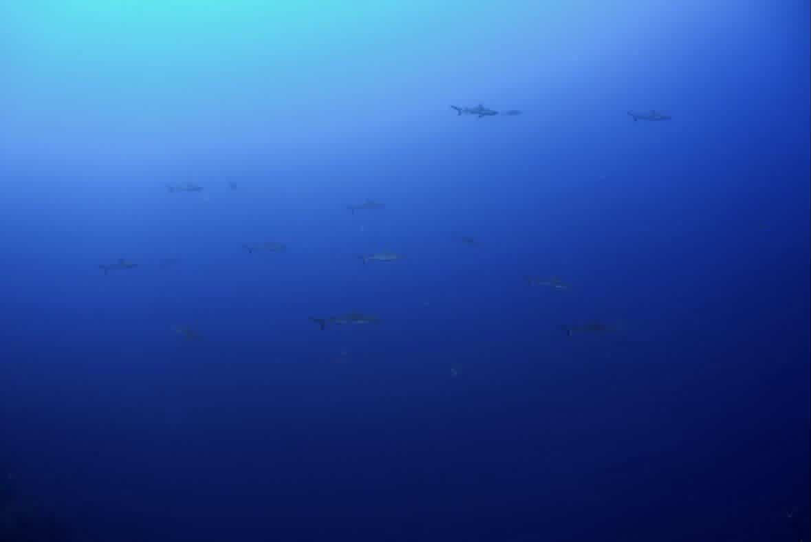 真っ白 ペリリューコーナー ペリリューカット ペリリューエキスプレス パラオ ペリリュー島のダイビングショップ|OMZオムズ