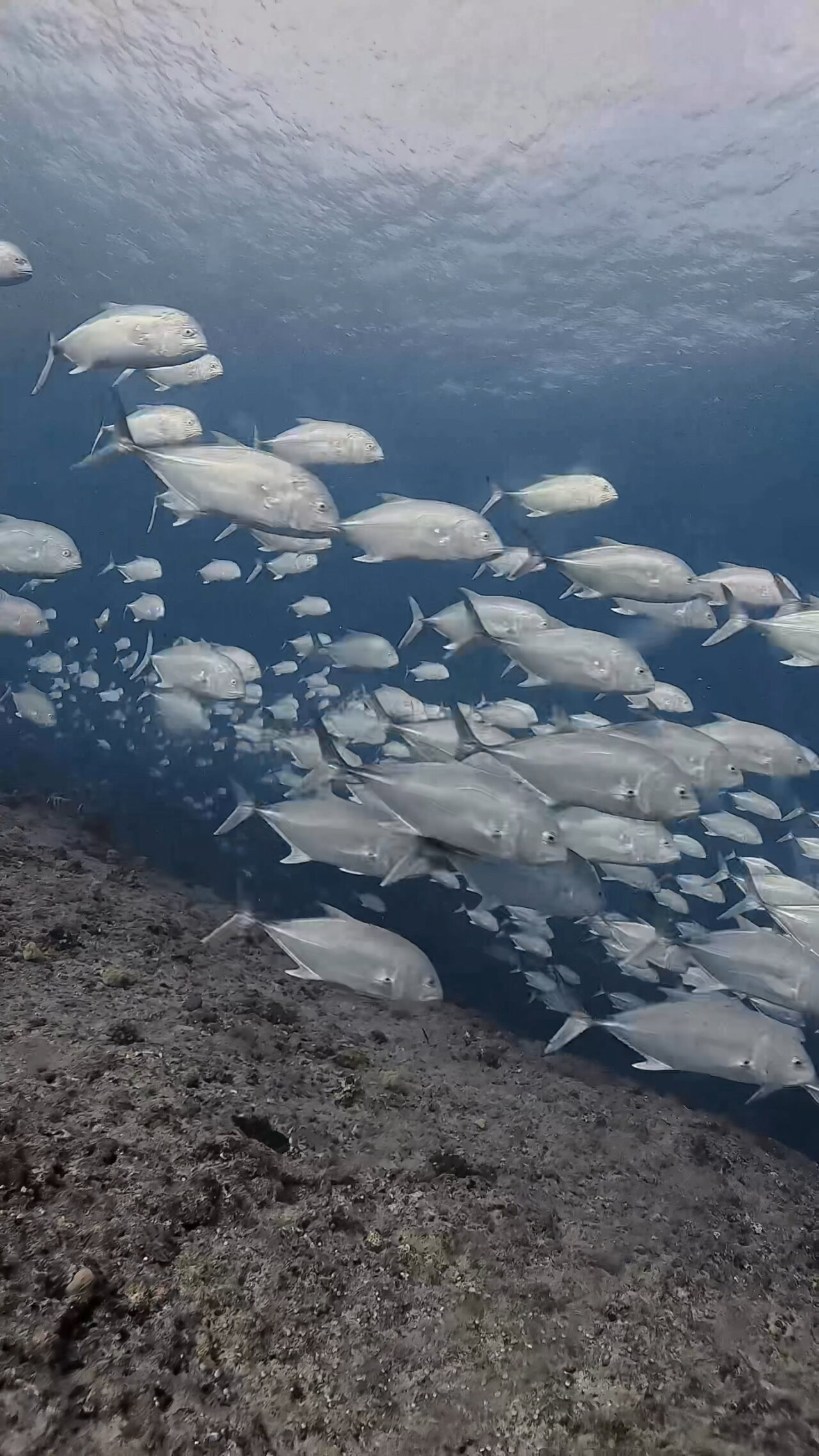 ロウニンアジ渦 ペリリューコーナー ペリリューカット ペリリューエキスプレス パラオ ペリリュー島のダイビングショップ｜OMZオムズ