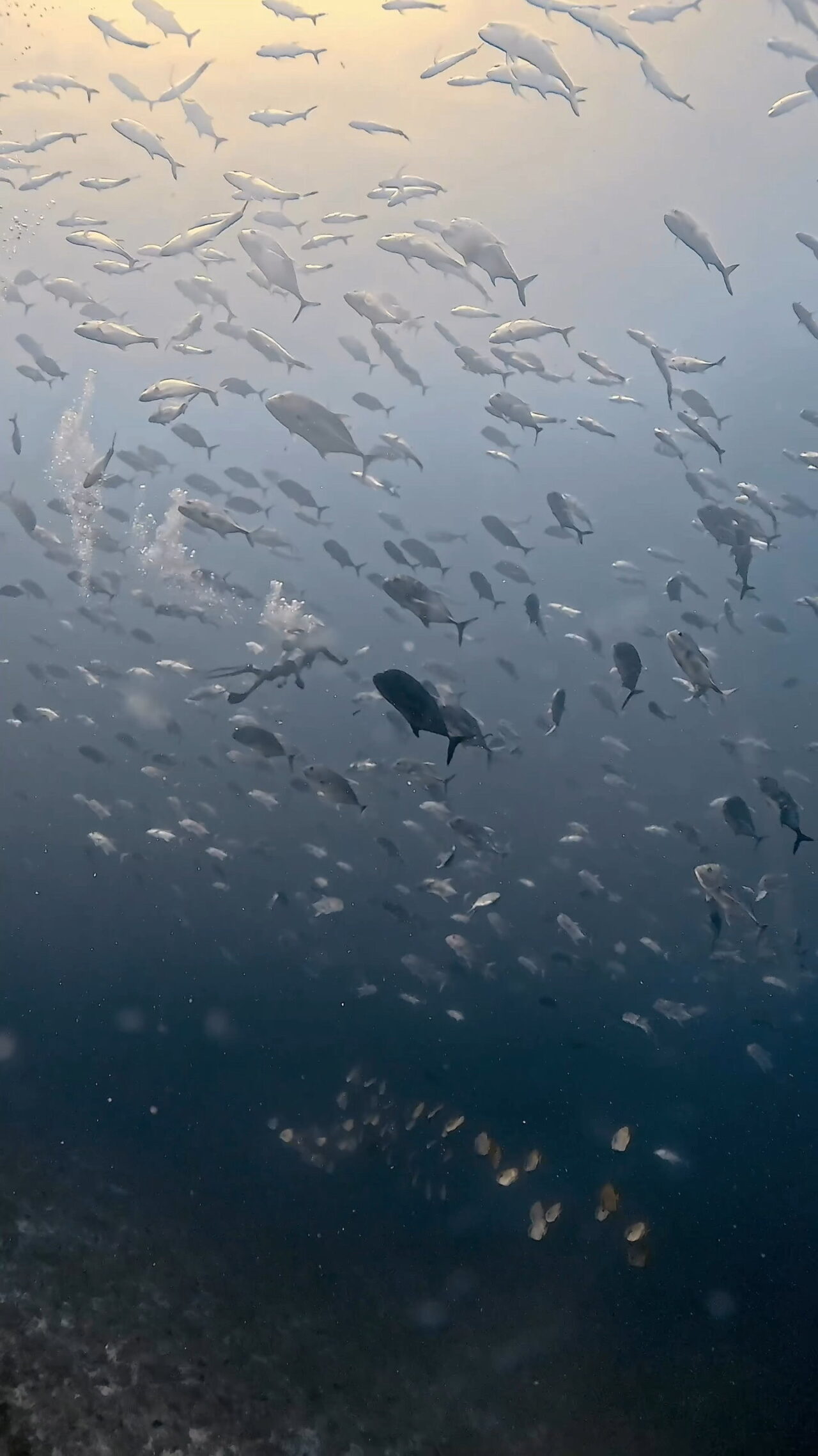 オニヒラアジ瞬間移動 ペリリューカット ペリリューエキスプレス ロングエキスプレス パラオ ペリリュー島のダイビングショップ|OMZオムズ