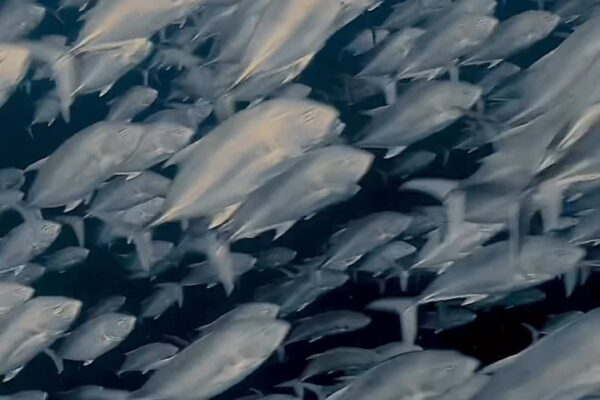 オニヒラアジ瞬間移動