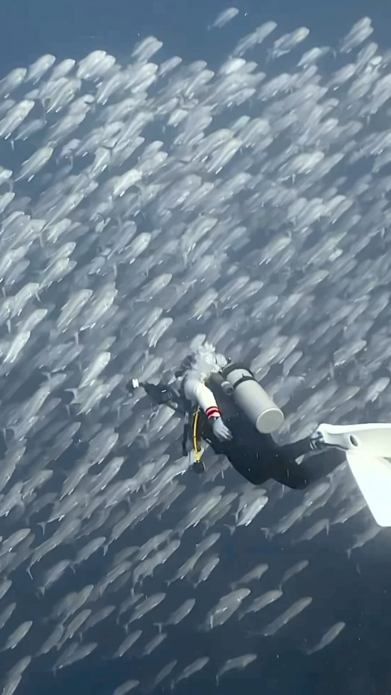 オニヒラアジ瞬間移動 ペリリューカット ペリリューエキスプレス ロングエキスプレス パラオ ペリリュー島のダイビングショップ|OMZオムズ