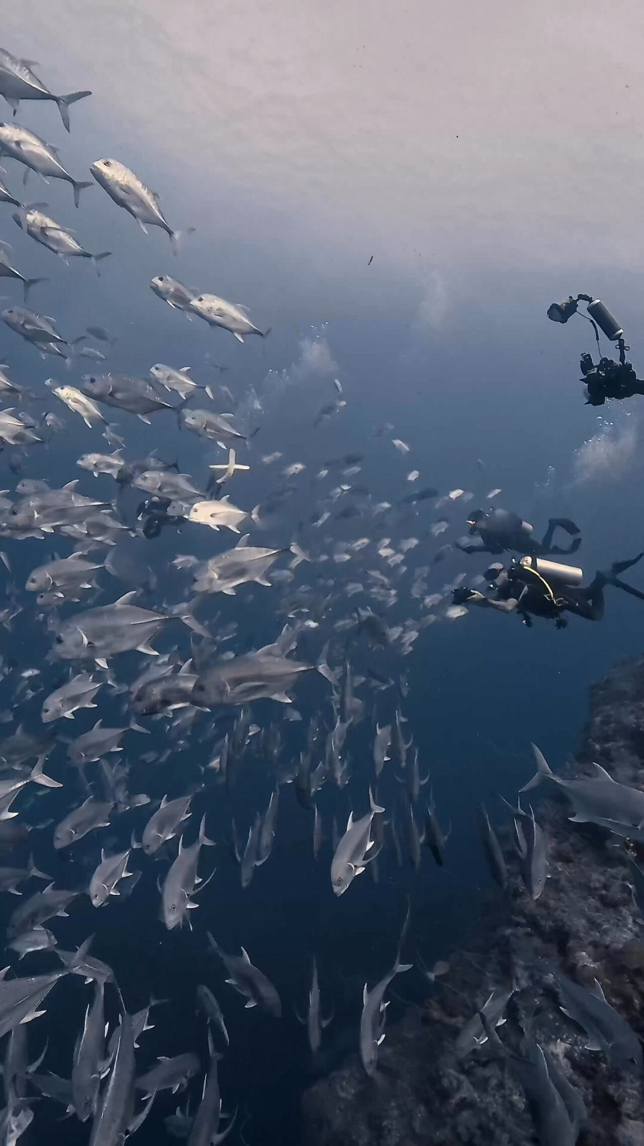 バラフエダイを狙うブルシャーク ペリリューコーナー ペリリューカット ペリリューエキスプレス パラオ ペリリュー島のダイビングショップ｜OMZオムズ