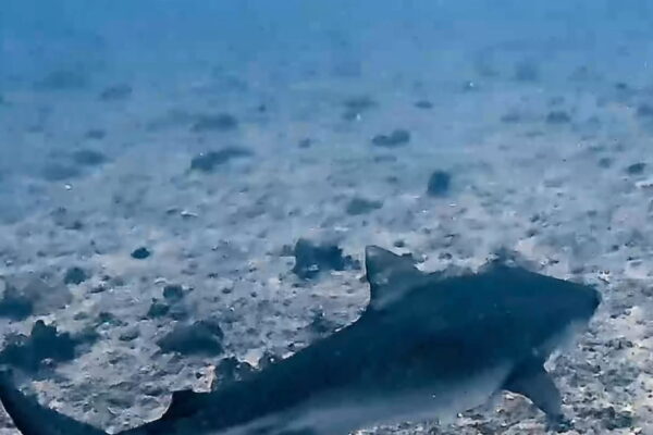 タイガーシャーク現る