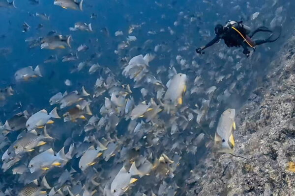 insta360とイレズミフエダイ