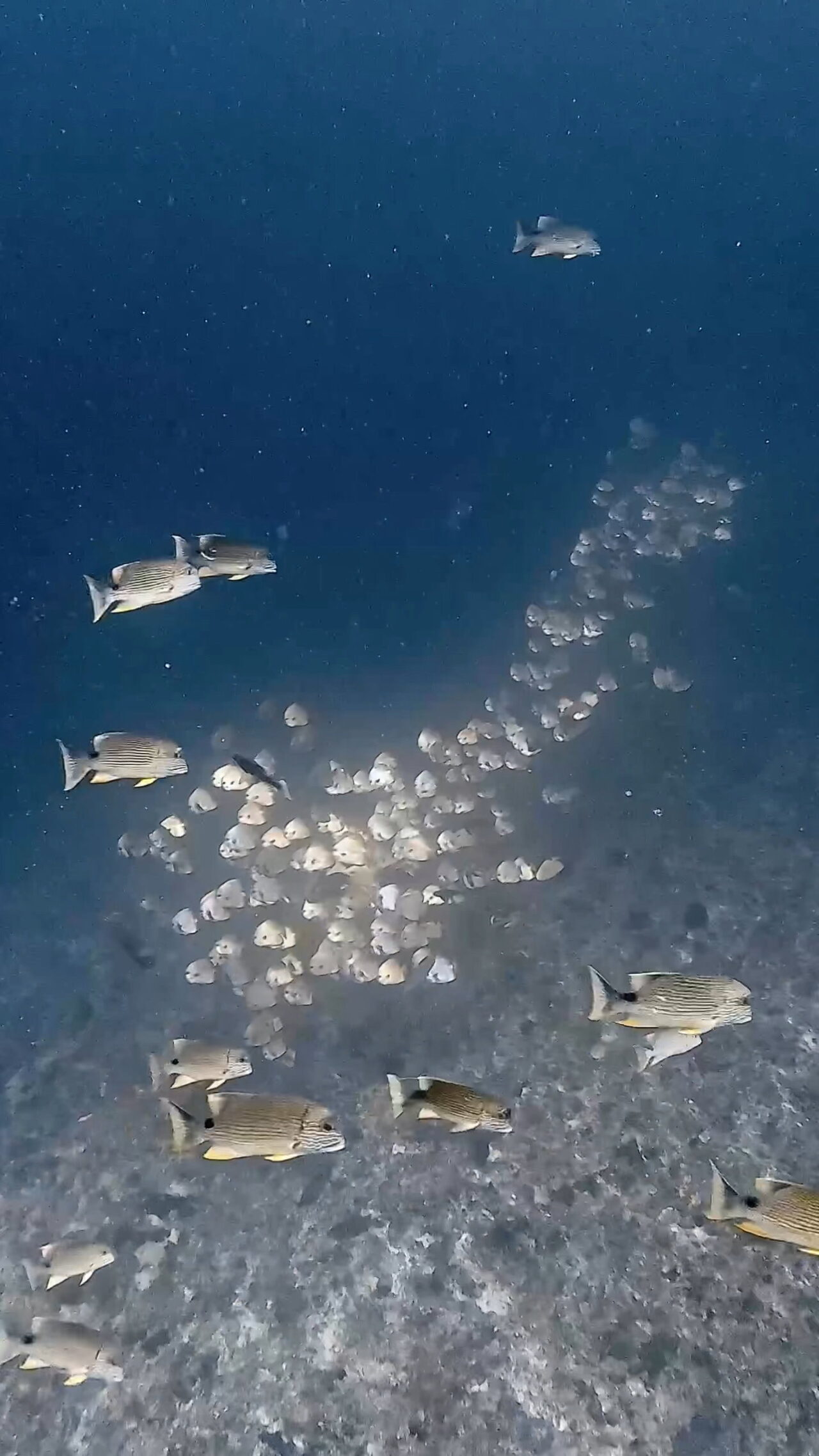 カマストガリザメとイレズミフエダイの攻防 ペリリューエキスプレス パラオ ペリリュー島のダイビングショップ｜OMZオムズ