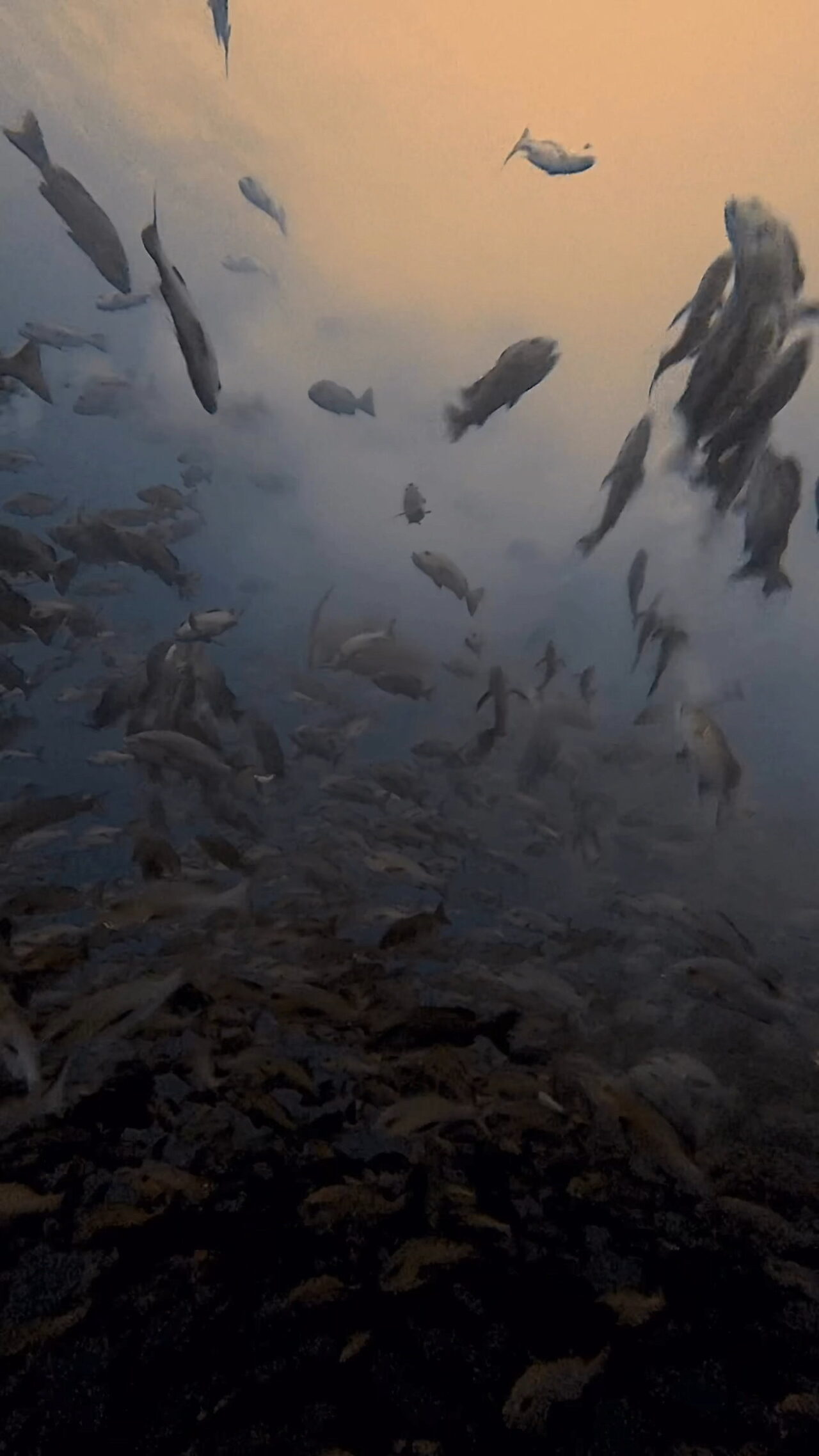 ブルシャーク、カマストガリザメ四方八方から ペリリューコーナー ペリリューカット ペリリューエキスプレス パラオ ペリリュー島のダイビングショップ|OMZオムズ