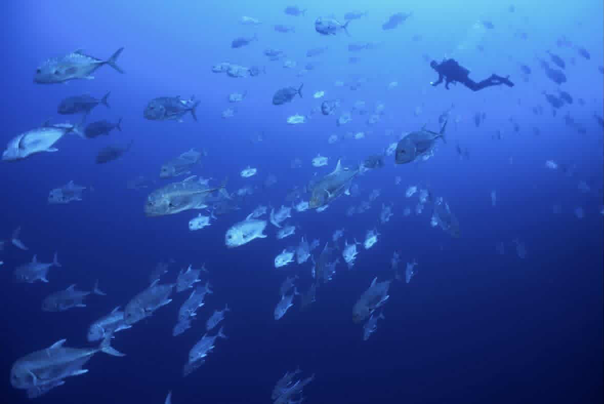 ブルシャーク、カマストガリザメ四方八方から ペリリューコーナー ペリリューカット ペリリューエキスプレス パラオ ペリリュー島のダイビングショップ|OMZオムズ