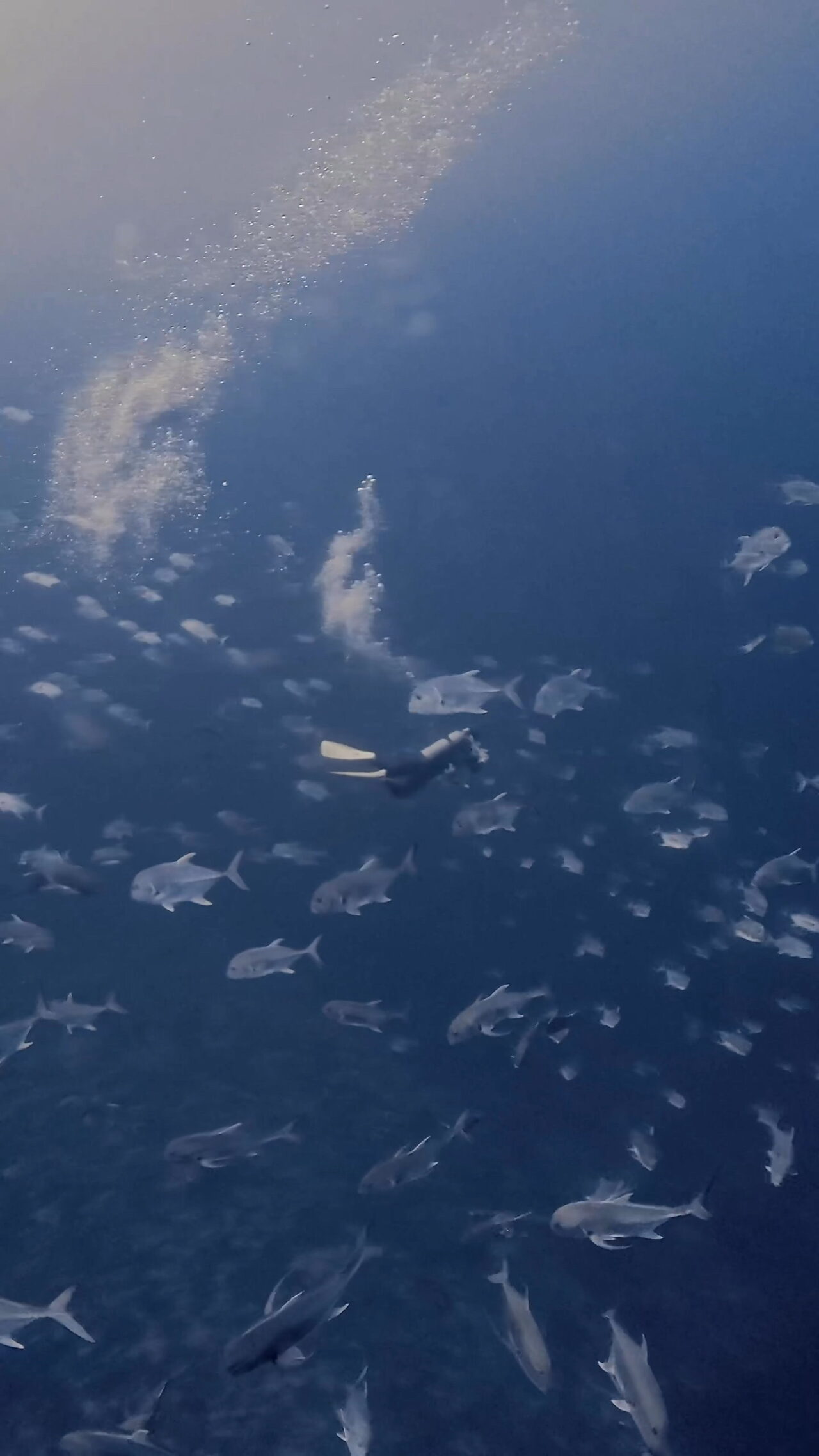 アクションダイビング ペリリューコーナー ペリリューカット ペリリューエキスプレス パラオ ペリリュー島のダイビングショップ｜OMZオムズ