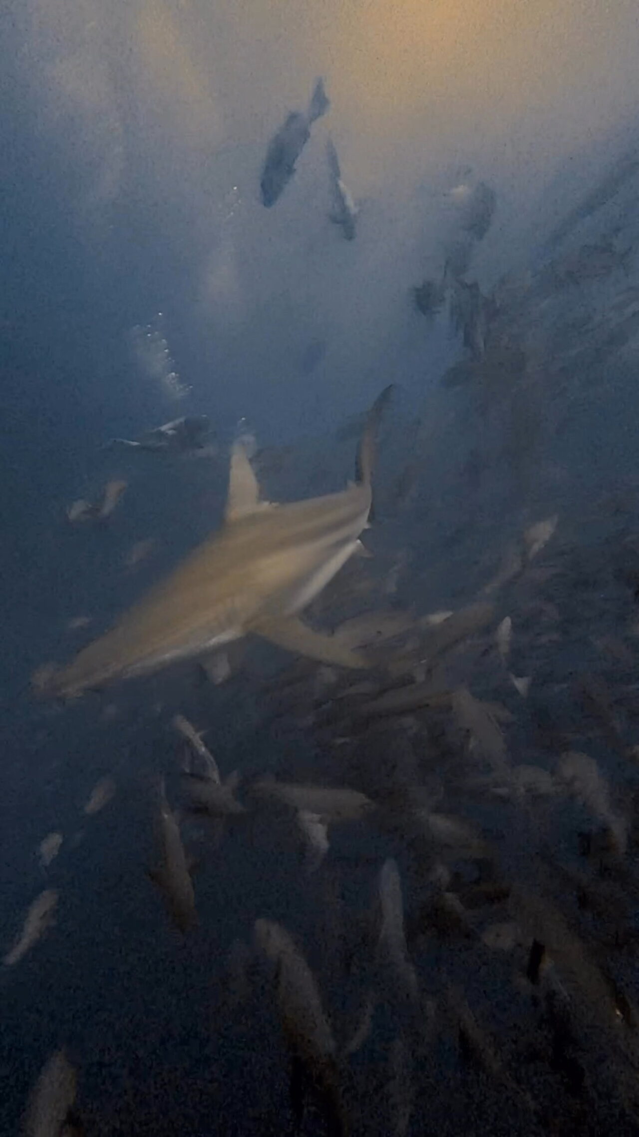 ブルシャーク、カマストガリザメ四方八方から ペリリューコーナー ペリリューカット ペリリューエキスプレス パラオ ペリリュー島のダイビングショップ|OMZオムズ