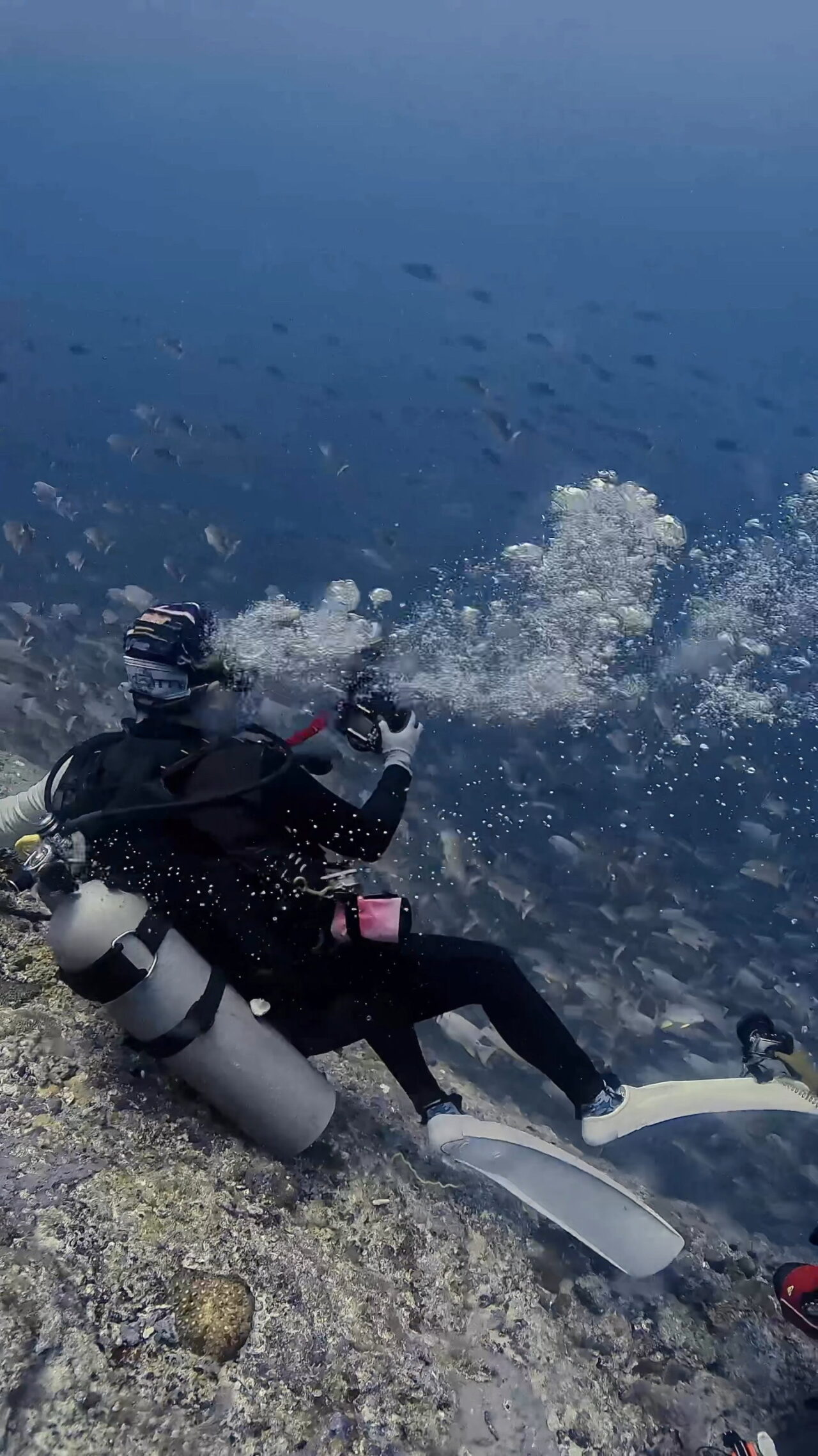 insta360とイレズミフエダイ ペリリューコーナー ペリリューカット ペリリューエキスプレス パラオ ペリリュー島のダイビングショップ｜OMZオムズ