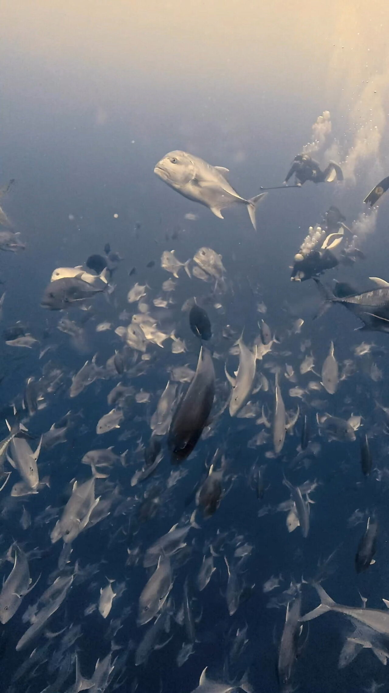 タイガーシャーク現る ペリリューコーナー ペリリューカット ペリリューエキスプレス タートルコーブ パラオ ペリリュー島のダイビングショップ|OMZオムズ