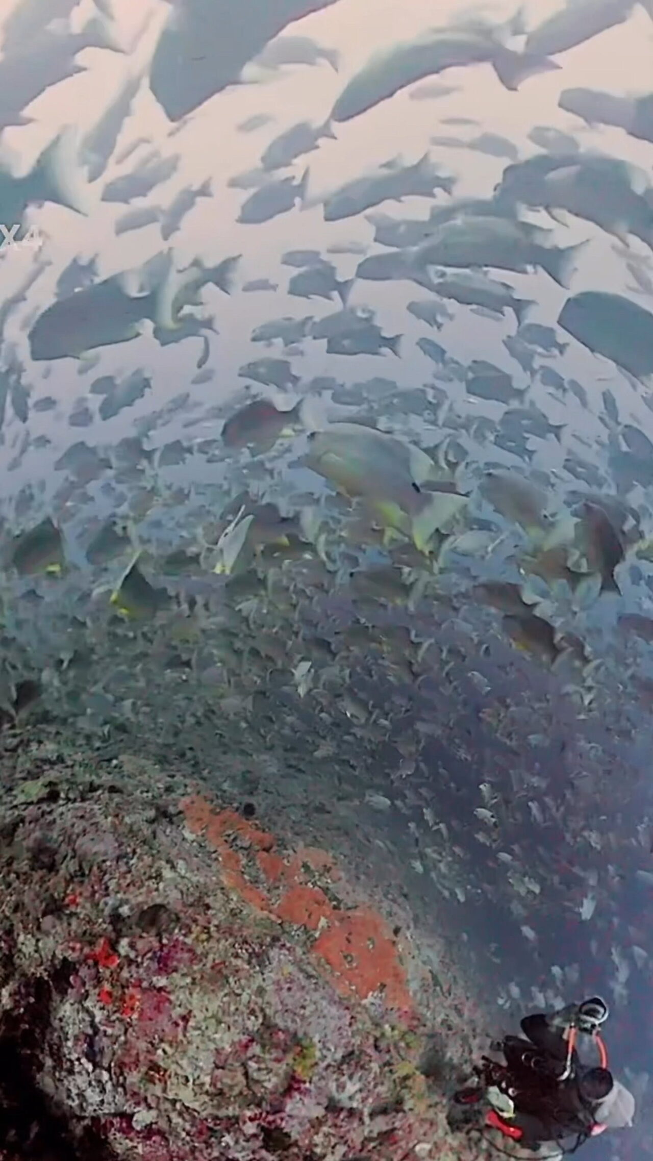 insta360とイレズミフエダイ ペリリューコーナー ペリリューカット ペリリューエキスプレス パラオ ペリリュー島のダイビングショップ｜OMZオムズ