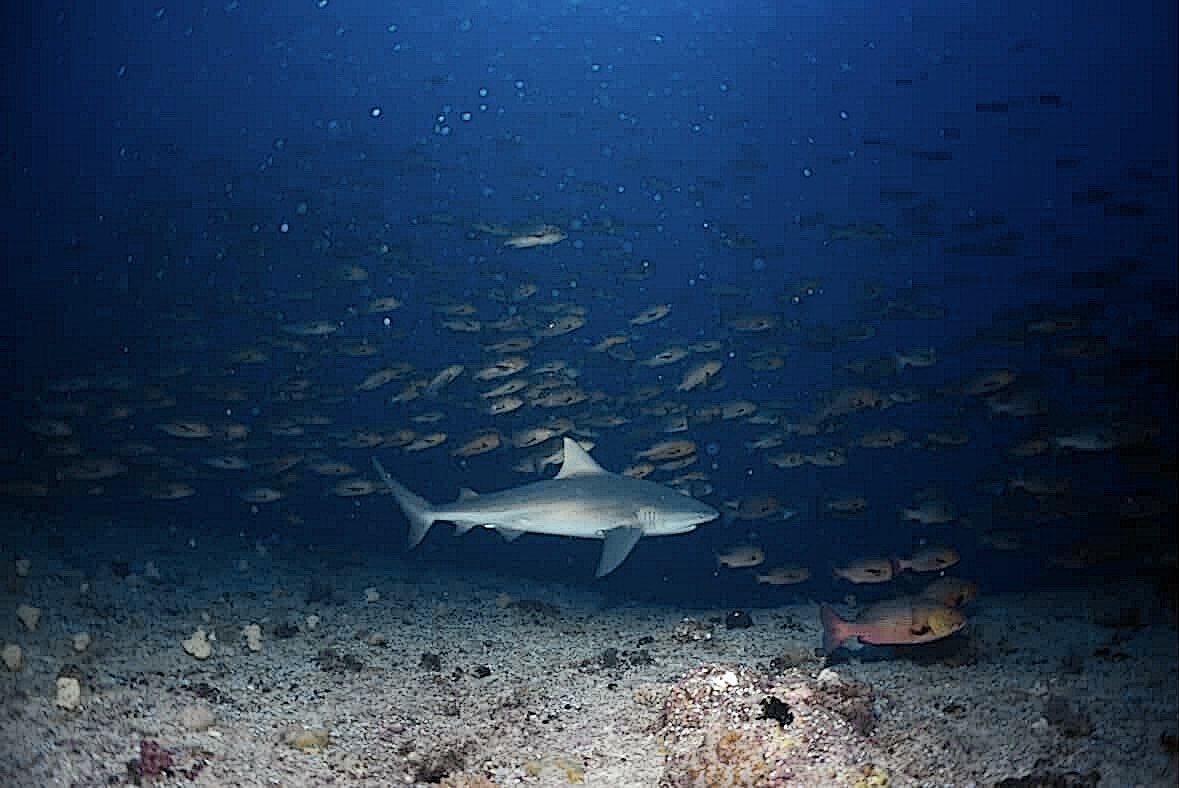 ブルと一緒に ペリリューコーナー ペリリューカット ペリリューエキスプレス パラオ ペリリュー島のダイビングショップ|OMZオムズ