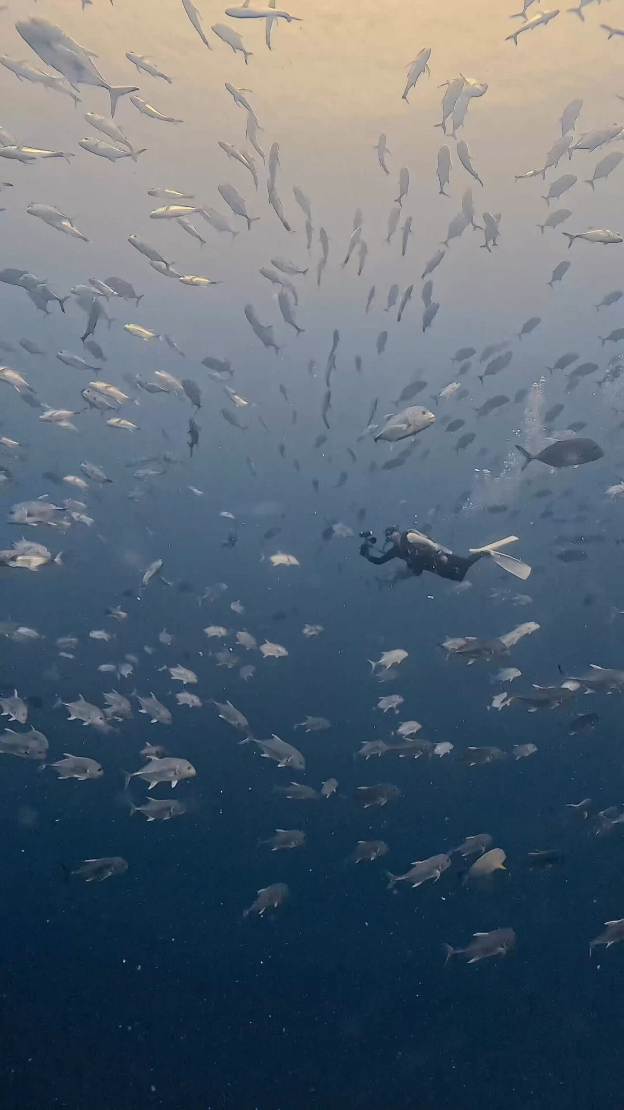 ロウニンアジ渦 ペリリューコーナー ペリリューカット ペリリューエキスプレス パラオ ペリリュー島のダイビングショップ｜OMZオムズ