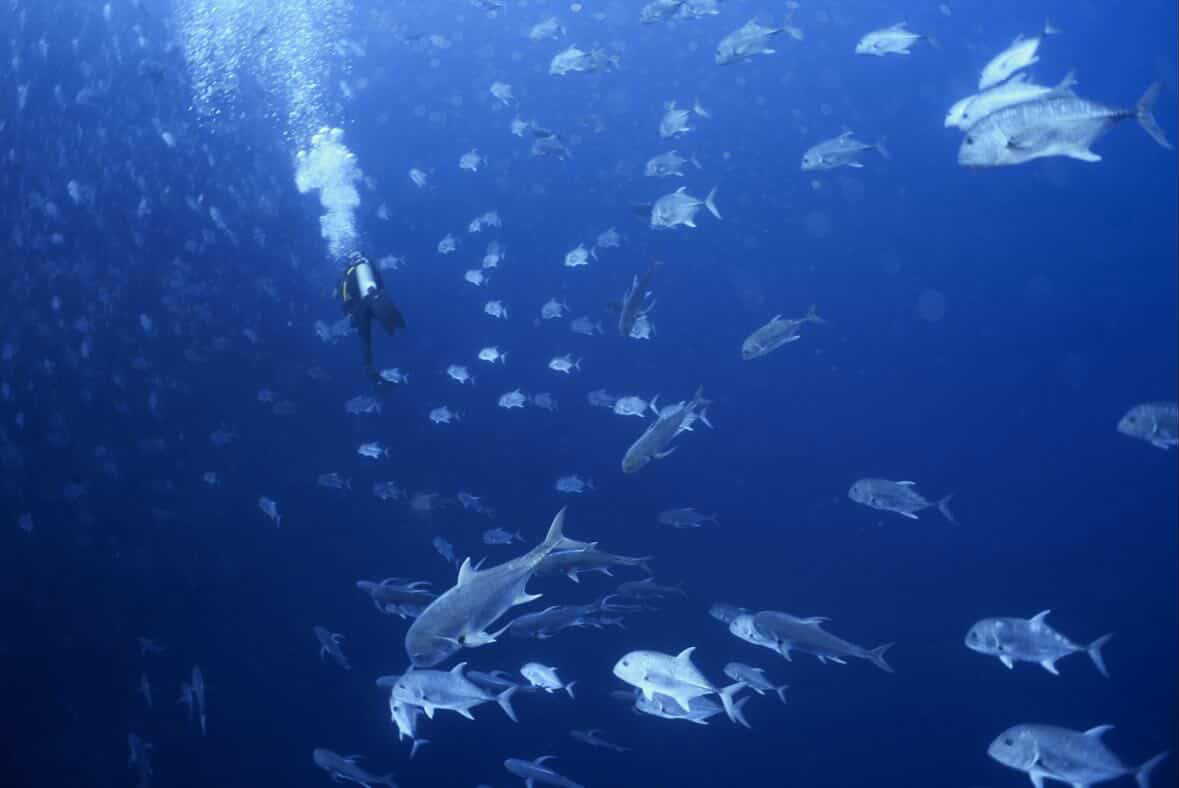 ブルと一緒に ペリリューコーナー ペリリューカット ペリリューエキスプレス パラオ ペリリュー島のダイビングショップ|OMZオムズ