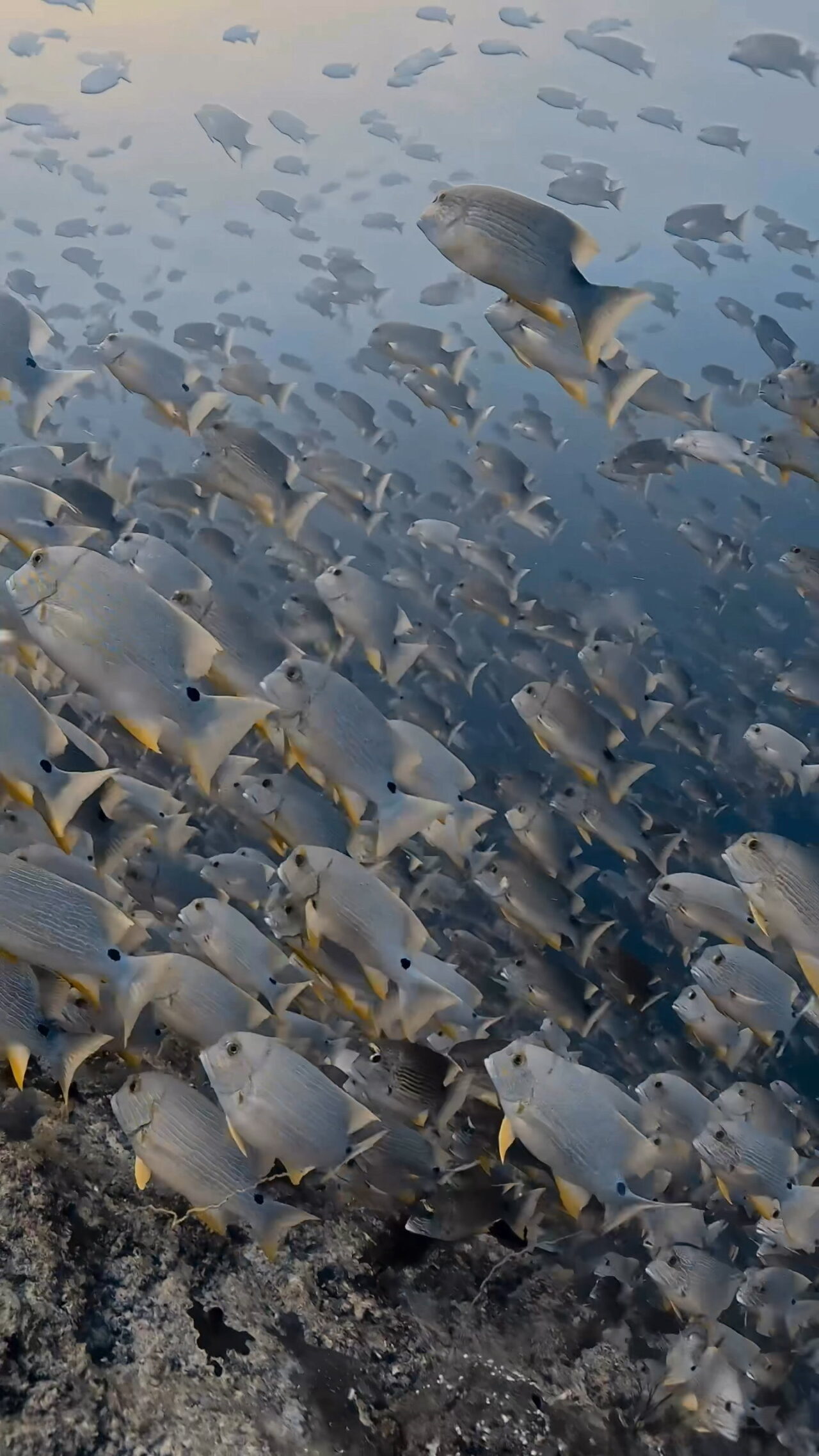 激流エキスプレス放精放卵 ペリリューカット ペリリューエキスプレス パラオ ペリリュー島のダイビングショップ|OMZオムズ