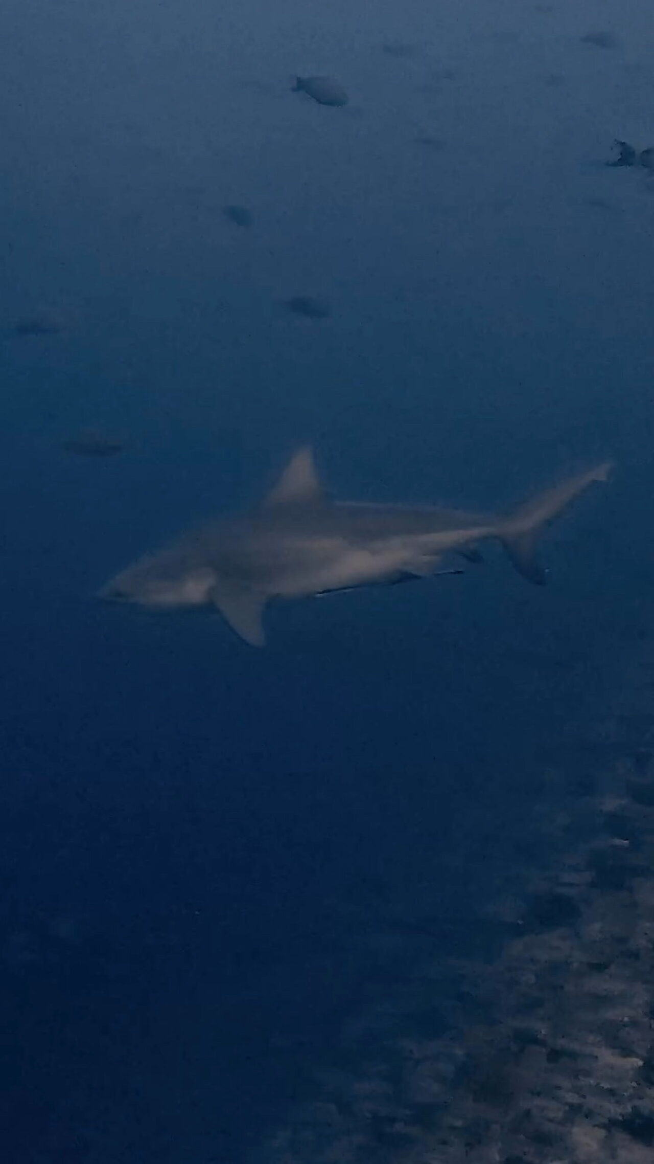 キラキラ光るミカヅキツバメウオ ペリリューコーナー ペリリューカット ペリリューエキスプレス パラオ ペリリュー島のダイビングショップ｜OMZオムズ