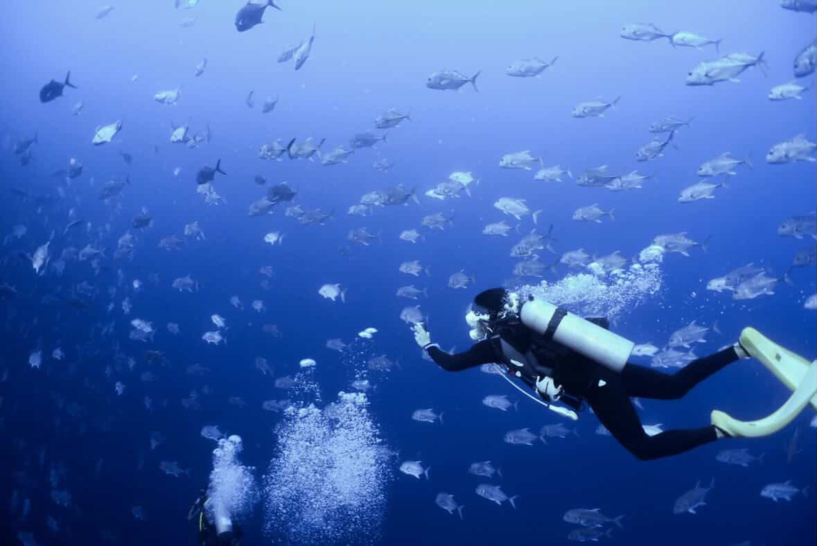 ブルと一緒に ペリリューコーナー ペリリューカット ペリリューエキスプレス パラオ ペリリュー島のダイビングショップ|OMZオムズ