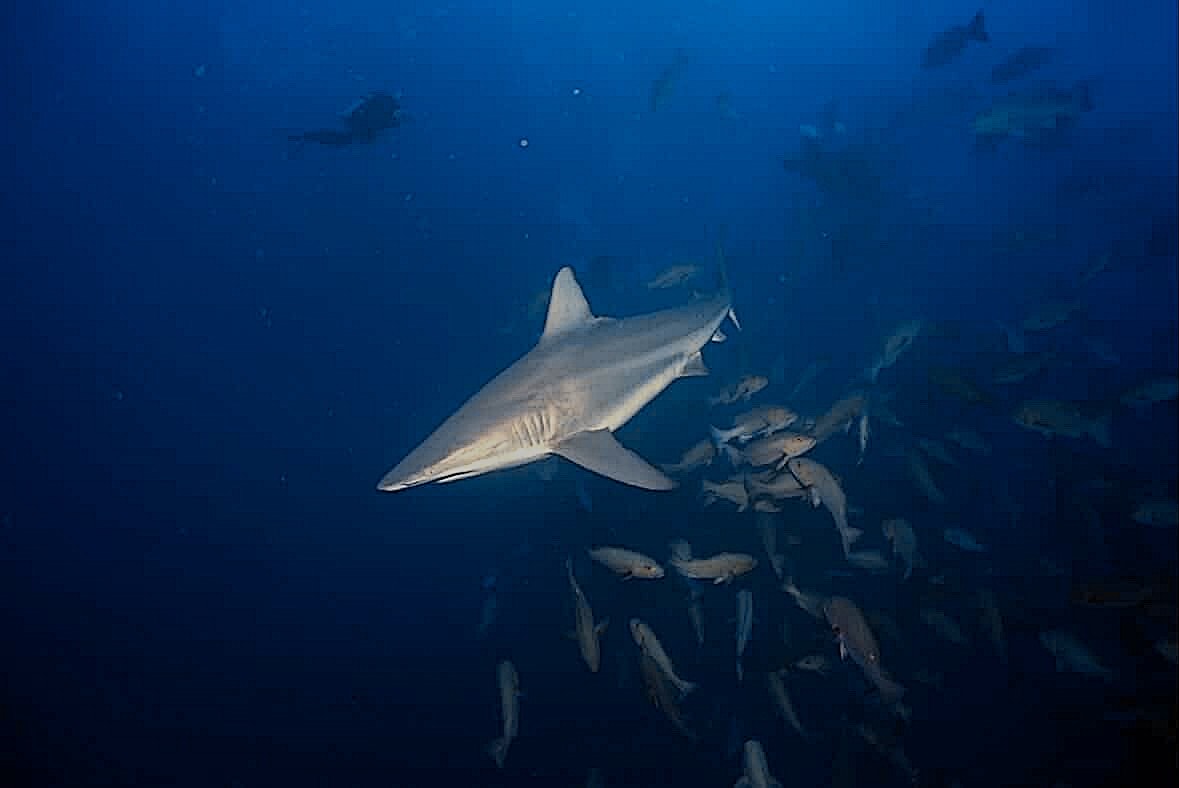 ブルシャーク、カマストガリザメ四方八方から ペリリューコーナー ペリリューカット ペリリューエキスプレス パラオ ペリリュー島のダイビングショップ|OMZオムズ