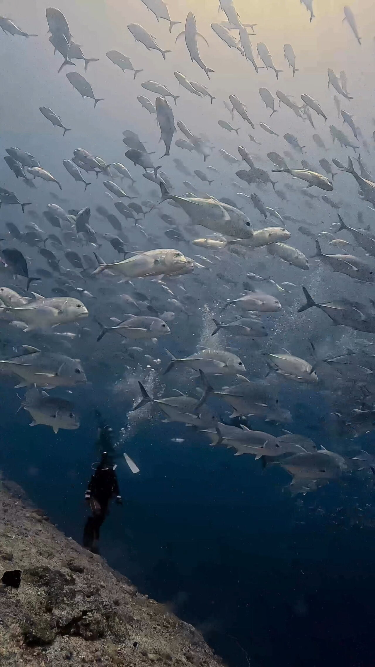 キラキラ光るミカヅキツバメウオ ペリリューコーナー ペリリューカット ペリリューエキスプレス パラオ ペリリュー島のダイビングショップ｜OMZオムズ