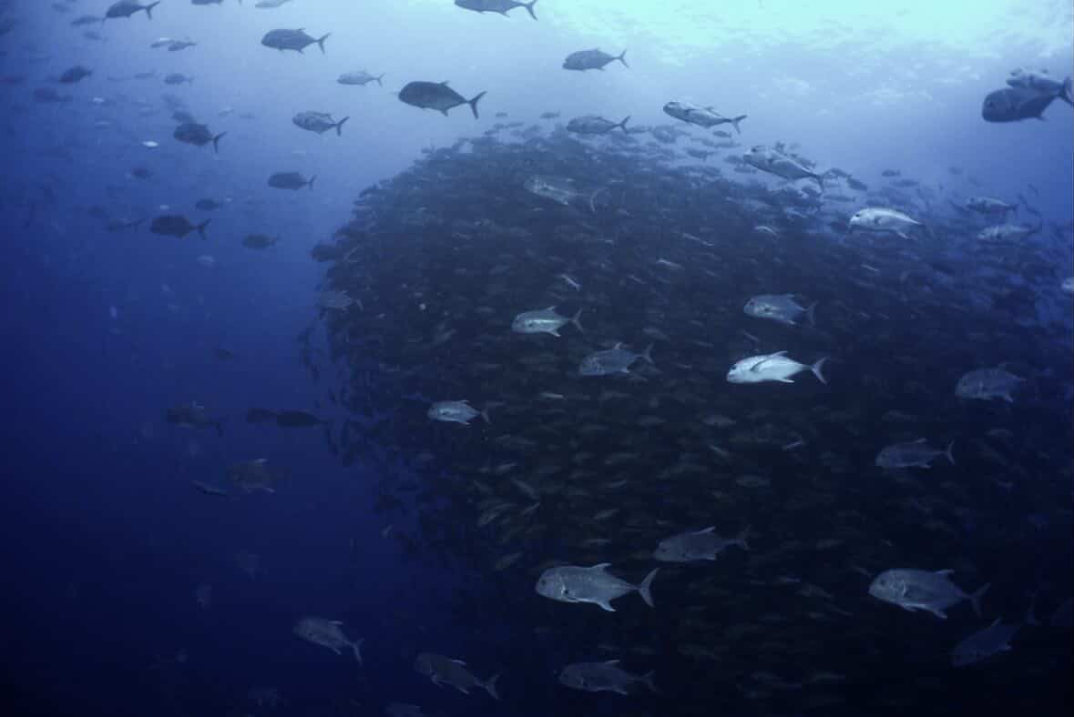 真っ白 ペリリューコーナー ペリリューカット ペリリューエキスプレス パラオ ペリリュー島のダイビングショップ|OMZオムズ