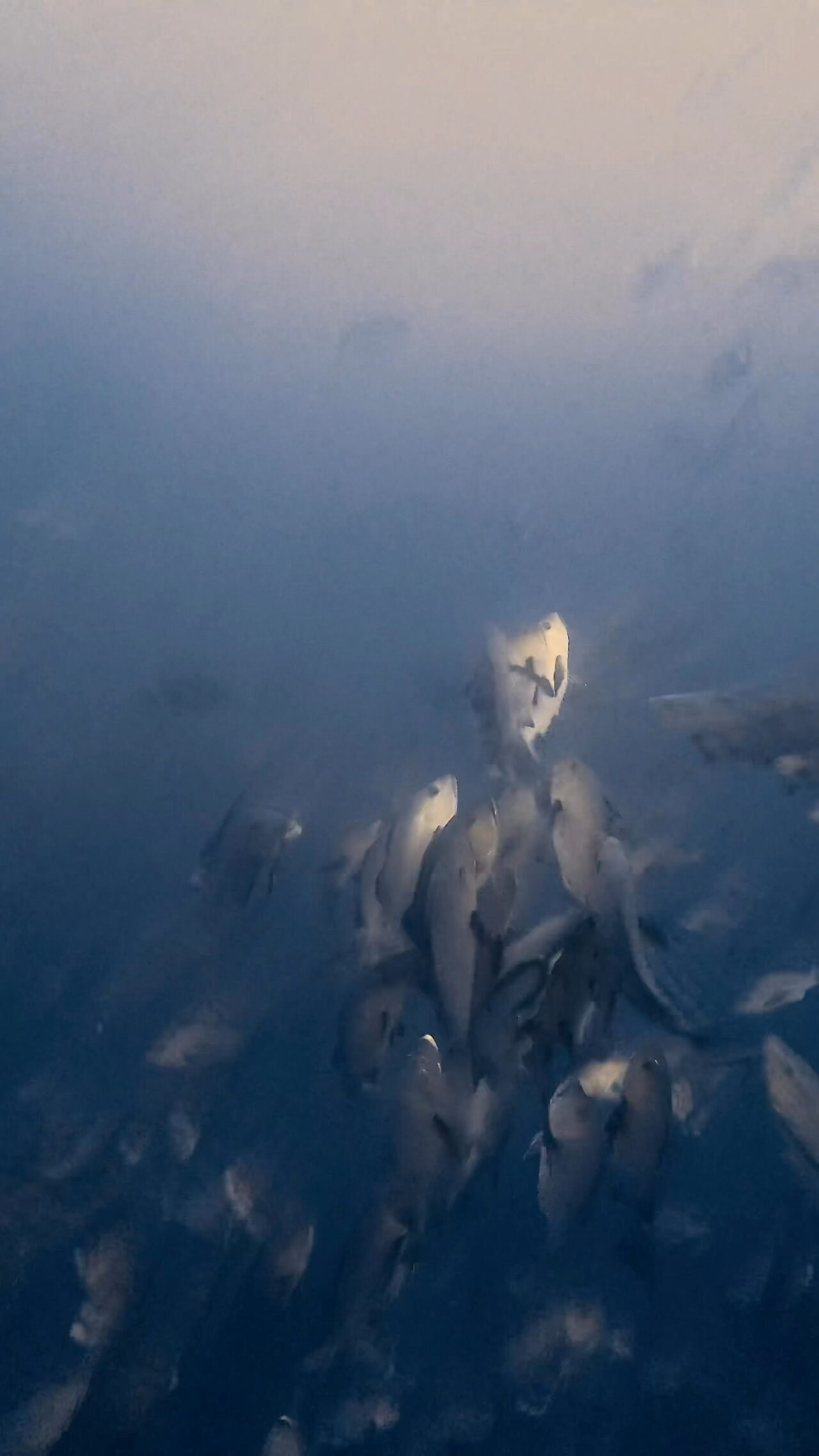 真っ白 ペリリューコーナー ペリリューカット ペリリューエキスプレス パラオ ペリリュー島のダイビングショップ|OMZオムズ