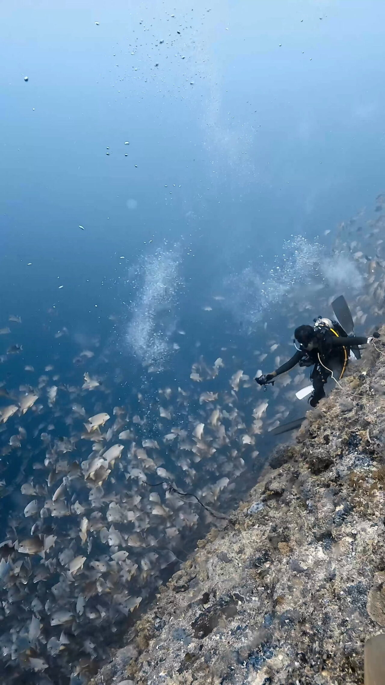 激流エキスプレス放精放卵 ペリリューカット ペリリューエキスプレス パラオ ペリリュー島のダイビングショップ|OMZオムズ