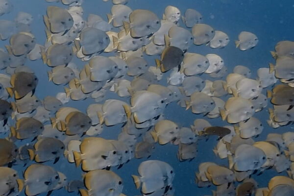 キラキラ光るミカヅキツバメウオ