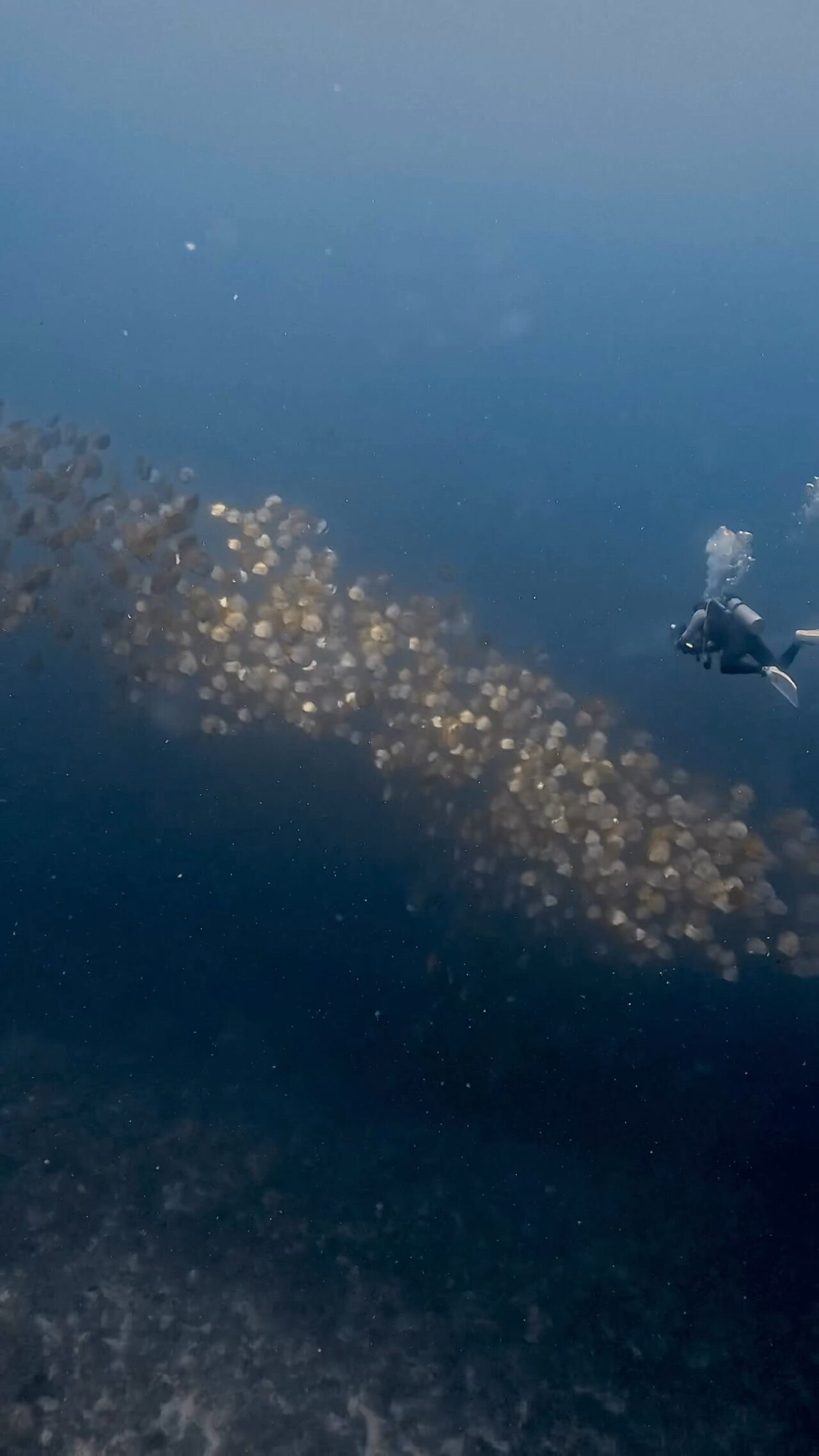 キラキラ光るミカヅキツバメウオ ペリリューコーナー ペリリューカット ペリリューエキスプレス パラオ ペリリュー島のダイビングショップ｜OMZオムズ