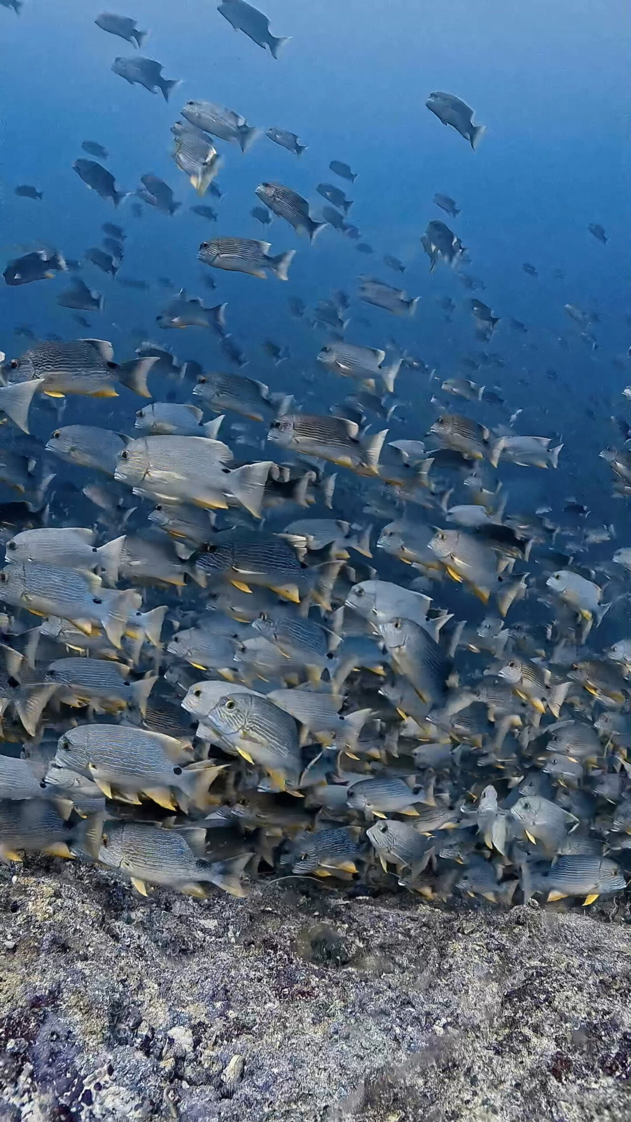 insta360とイレズミフエダイ ペリリューコーナー ペリリューカット ペリリューエキスプレス パラオ ペリリュー島のダイビングショップ｜OMZオムズ