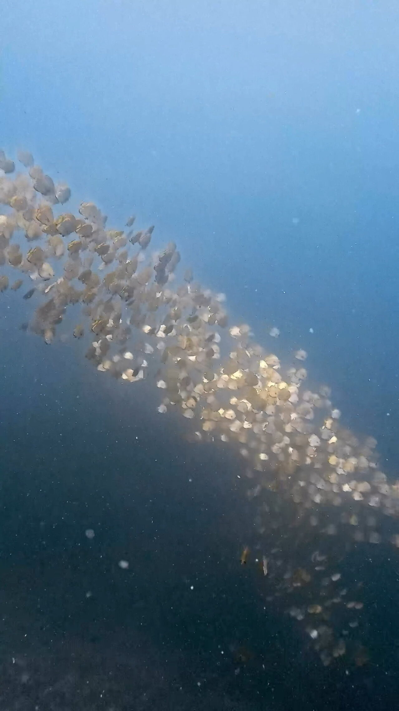 キラキラ光るミカヅキツバメウオ ペリリューコーナー ペリリューカット ペリリューエキスプレス パラオ ペリリュー島のダイビングショップ｜OMZオムズ