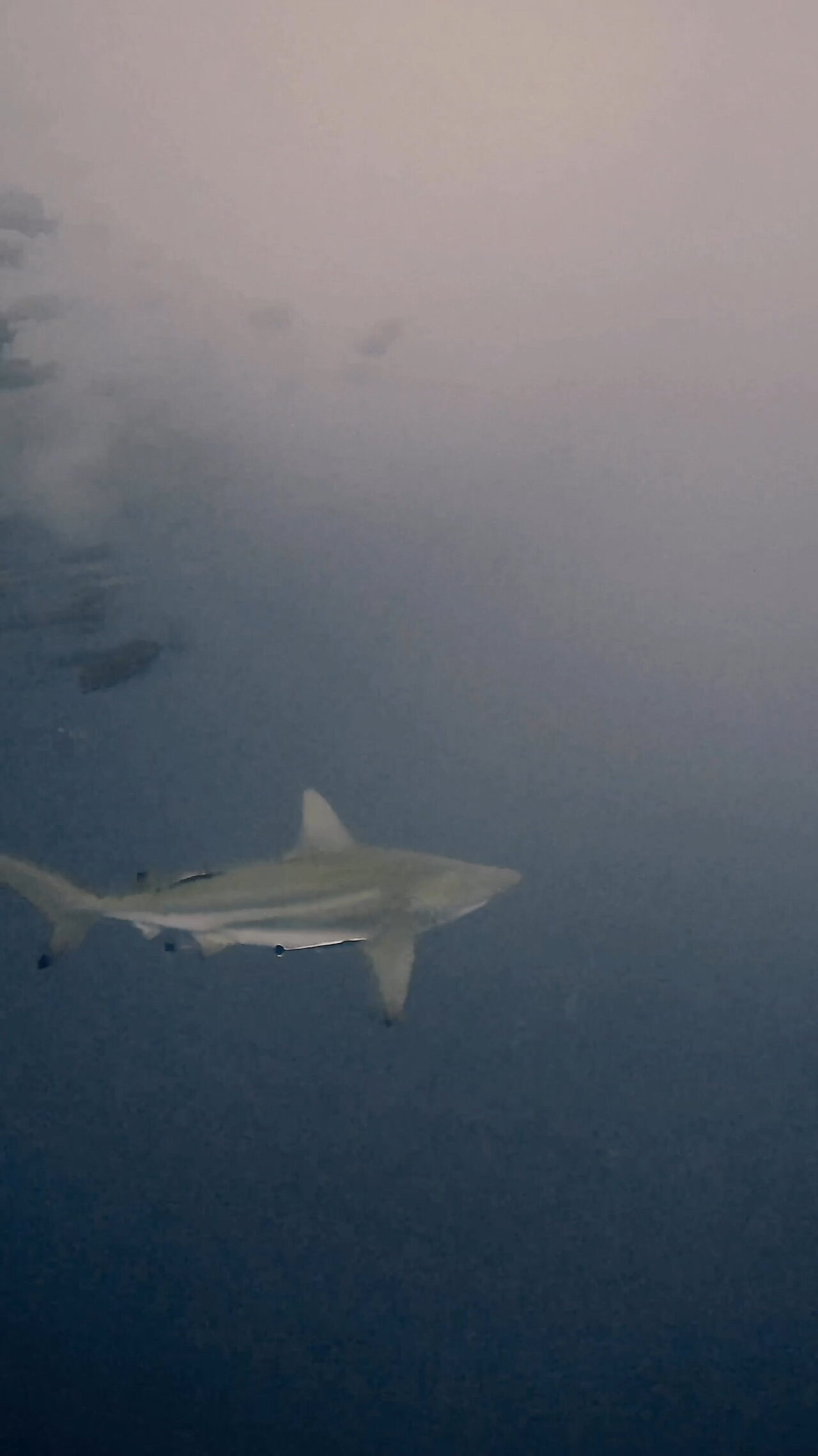 ブルシャーク、カマストガリザメ四方八方から ペリリューコーナー ペリリューカット ペリリューエキスプレス パラオ ペリリュー島のダイビングショップ|OMZオムズ