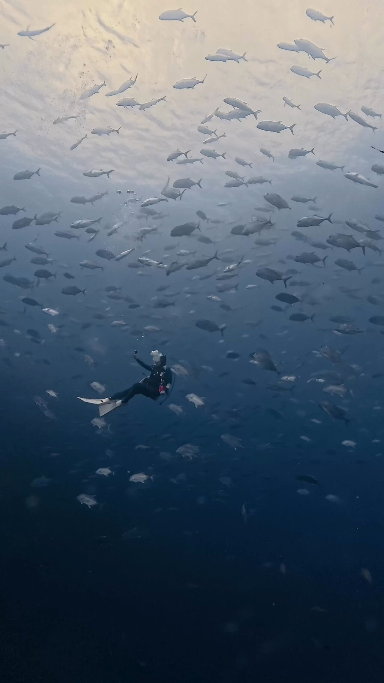 Extremely strong downcurrent 超激流ダウンカレント ペリリューコーナー ペリリューカット ペリリューエキスプレス パラオ ペリリュー島のダイビングショップ｜OMZオムズ
