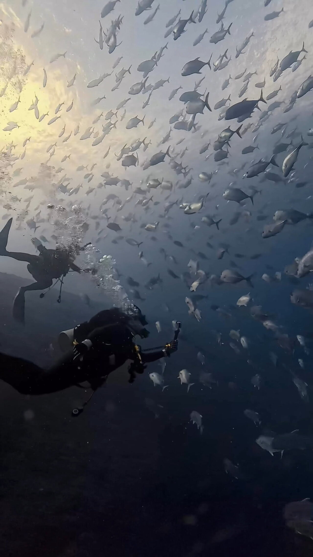 ロウニンアジ渦 ペリリューコーナー ペリリューカット ペリリューエキスプレス パラオ ペリリュー島のダイビングショップ｜OMZオムズ