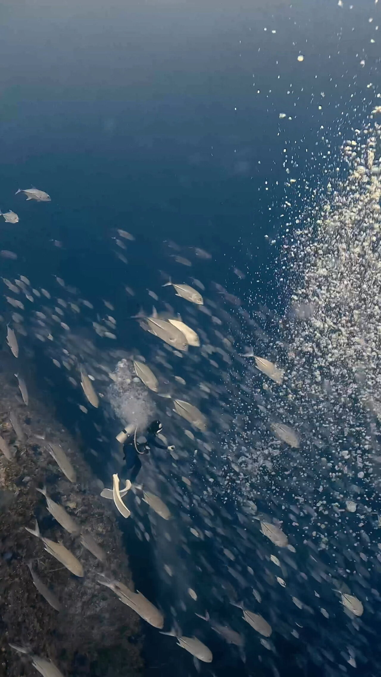 Extremely strong downcurrent 超激流ダウンカレント ペリリューコーナー ペリリューカット ペリリューエキスプレス パラオ ペリリュー島のダイビングショップ｜OMZオムズ