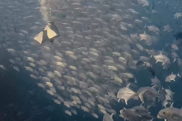 ぐちゃぐちゃオニヒラアジとロウニンアジ