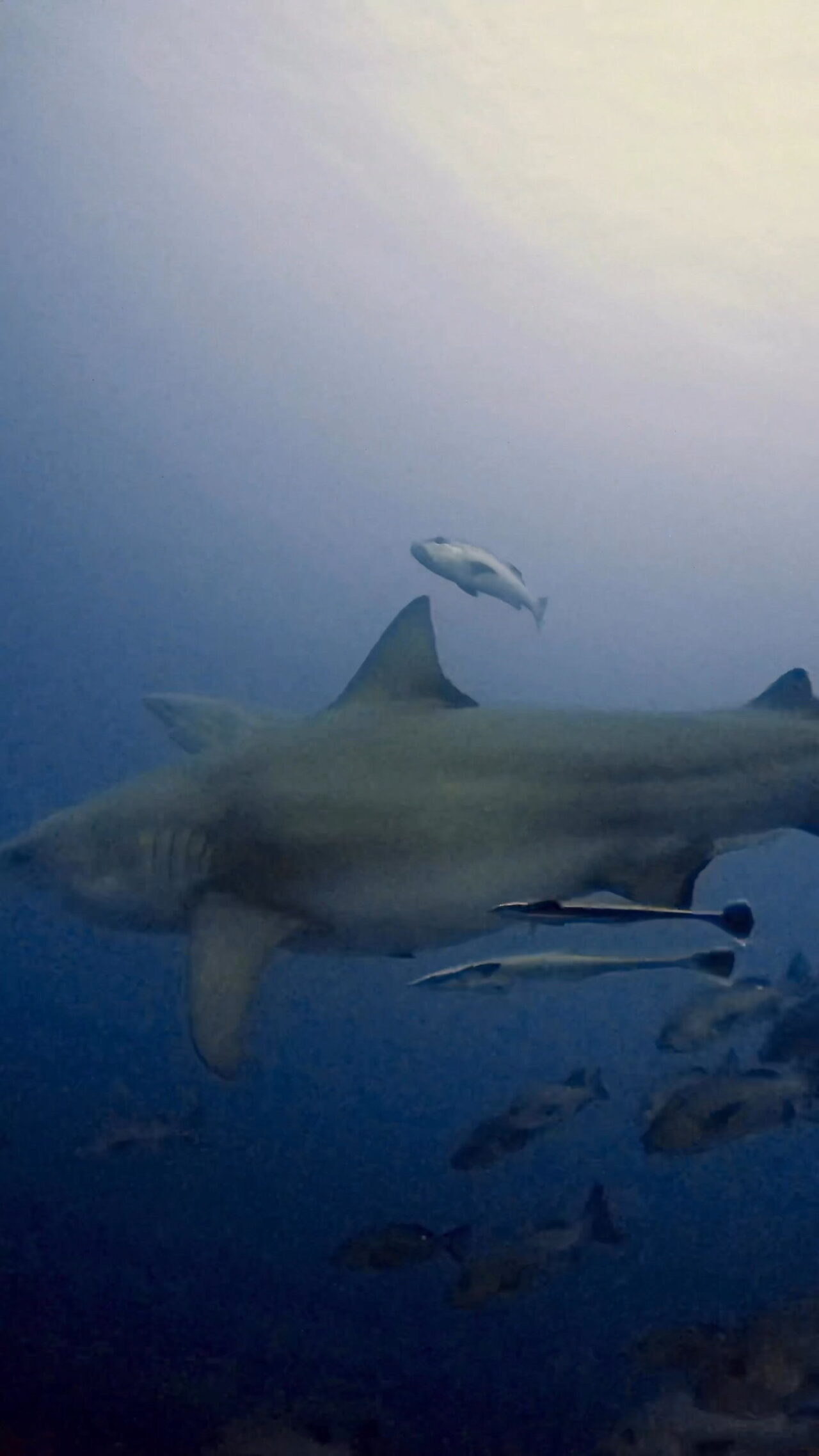 ブルシャーク、カマストガリザメ四方八方から ペリリューコーナー ペリリューカット ペリリューエキスプレス パラオ ペリリュー島のダイビングショップ|OMZオムズ