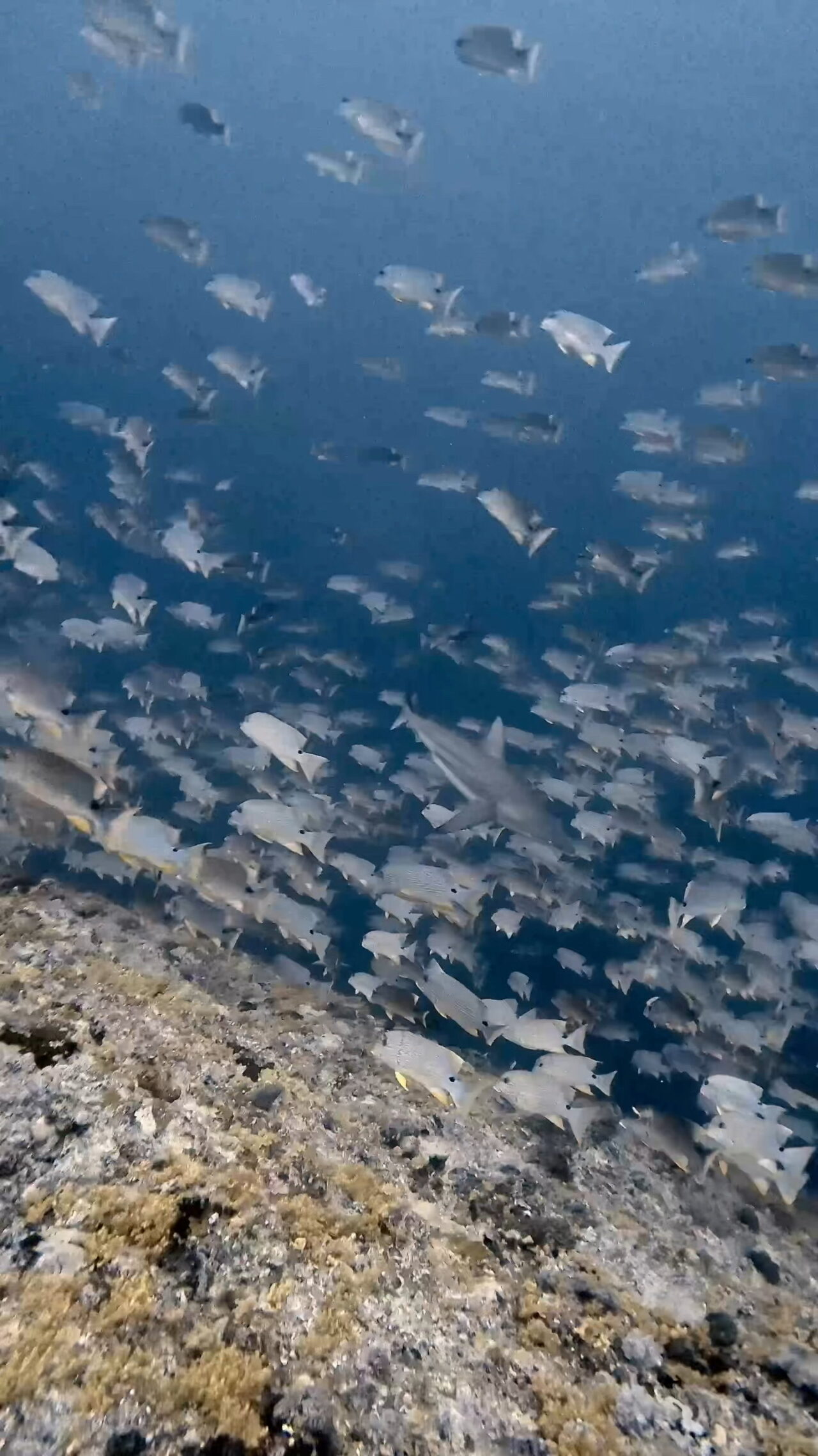 イレズミフエダイとカマストガリザメの攻防 ペリリューコーナー ペリリューカット ペリリューエキスプレス ロングエキスプレス オレンジビーチ パラオ ペリリュー島のダイビングショップ|OMZオムズ