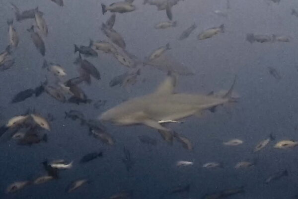 やってくるブルシャーク