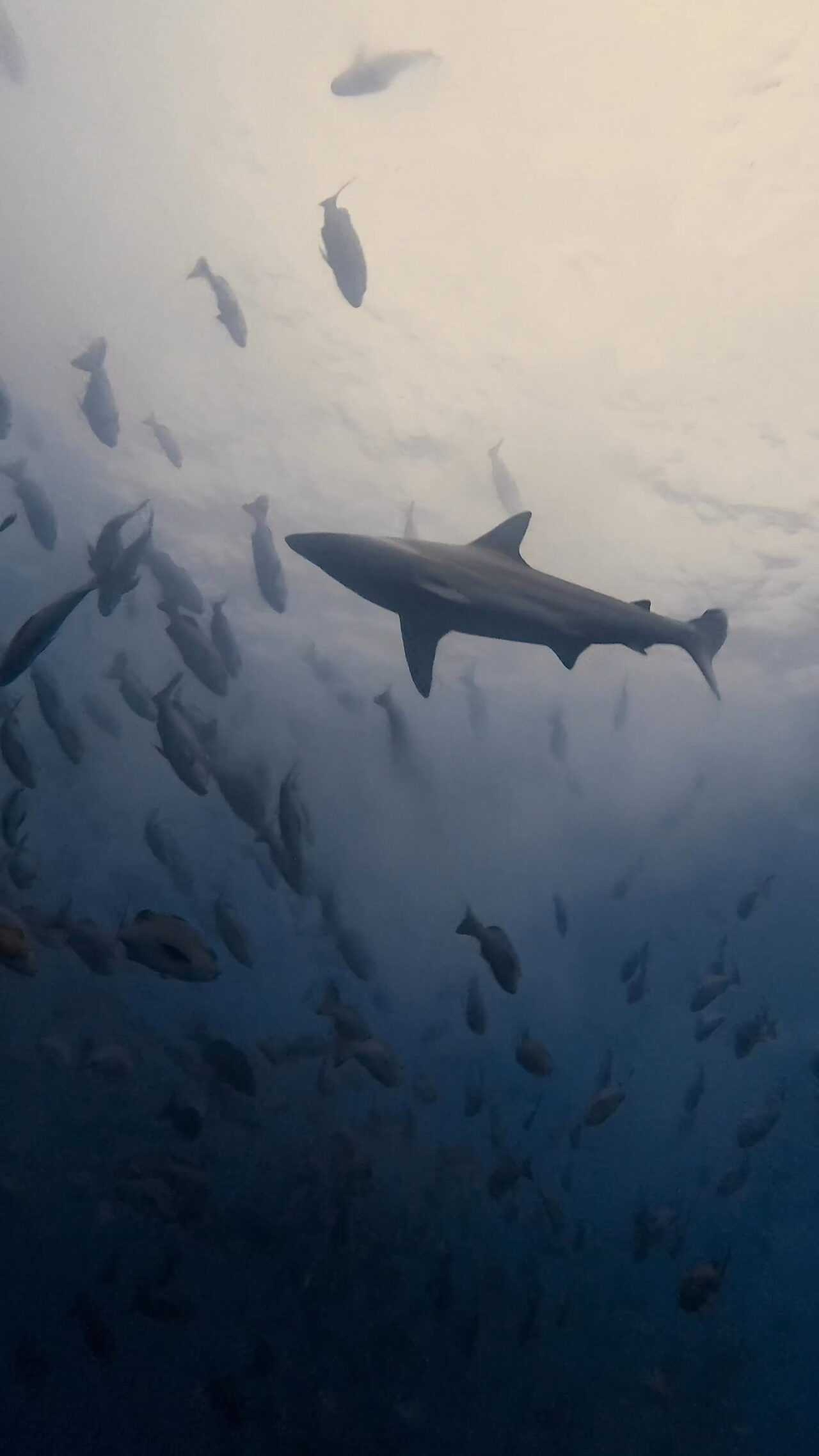 超激流とブルシャークと放精放卵 ペリリューコーナー ペリリューカット ペリリューエキスプレス パラオ ペリリュー島のダイビングショップ|OMZオムズ