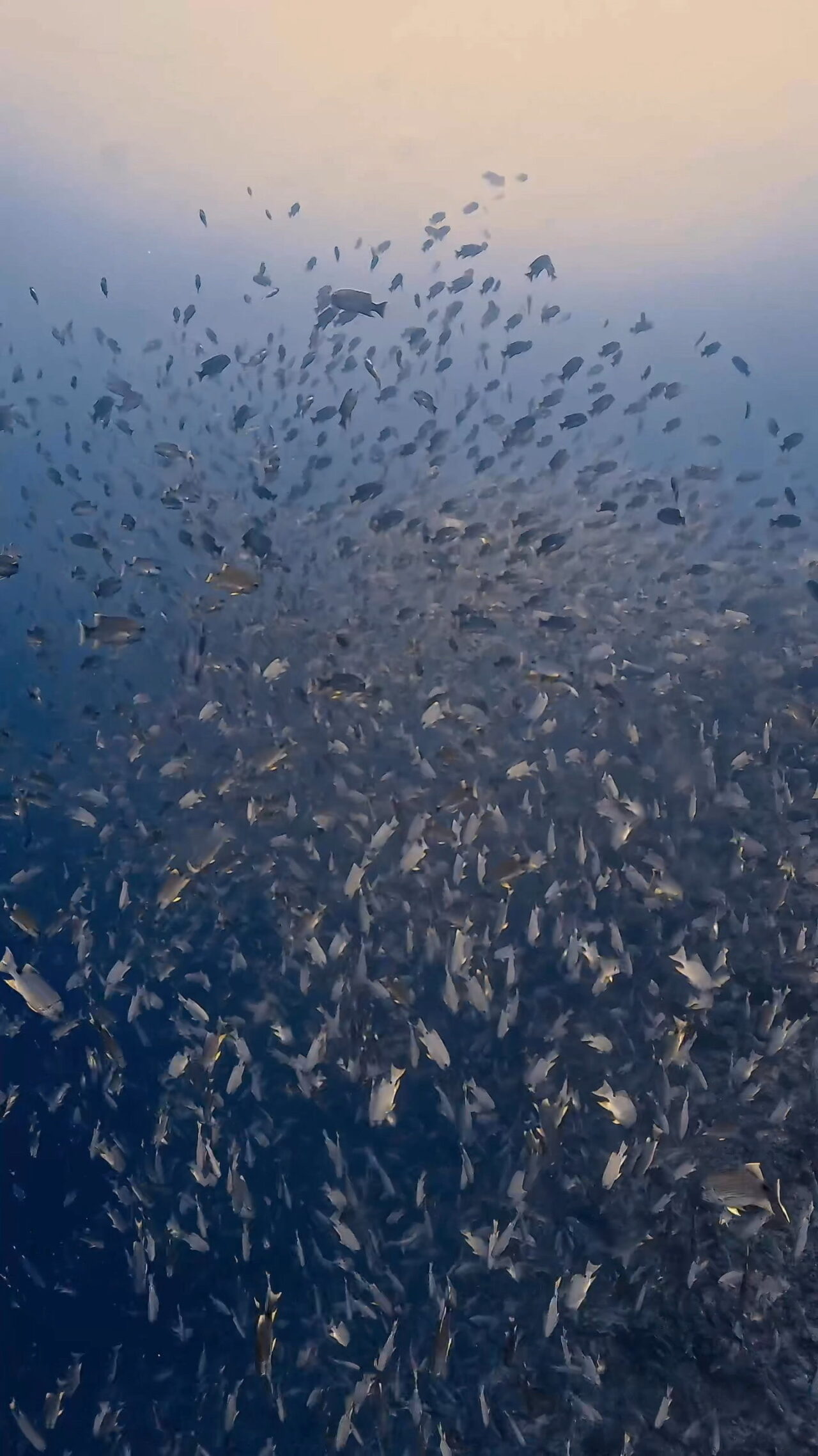 とにかく大きい群れ ペリリューコーナー ペリリューカット ペリリューエキスプレス パラオ ペリリュー島のダイビングショップ|OMZオムズ