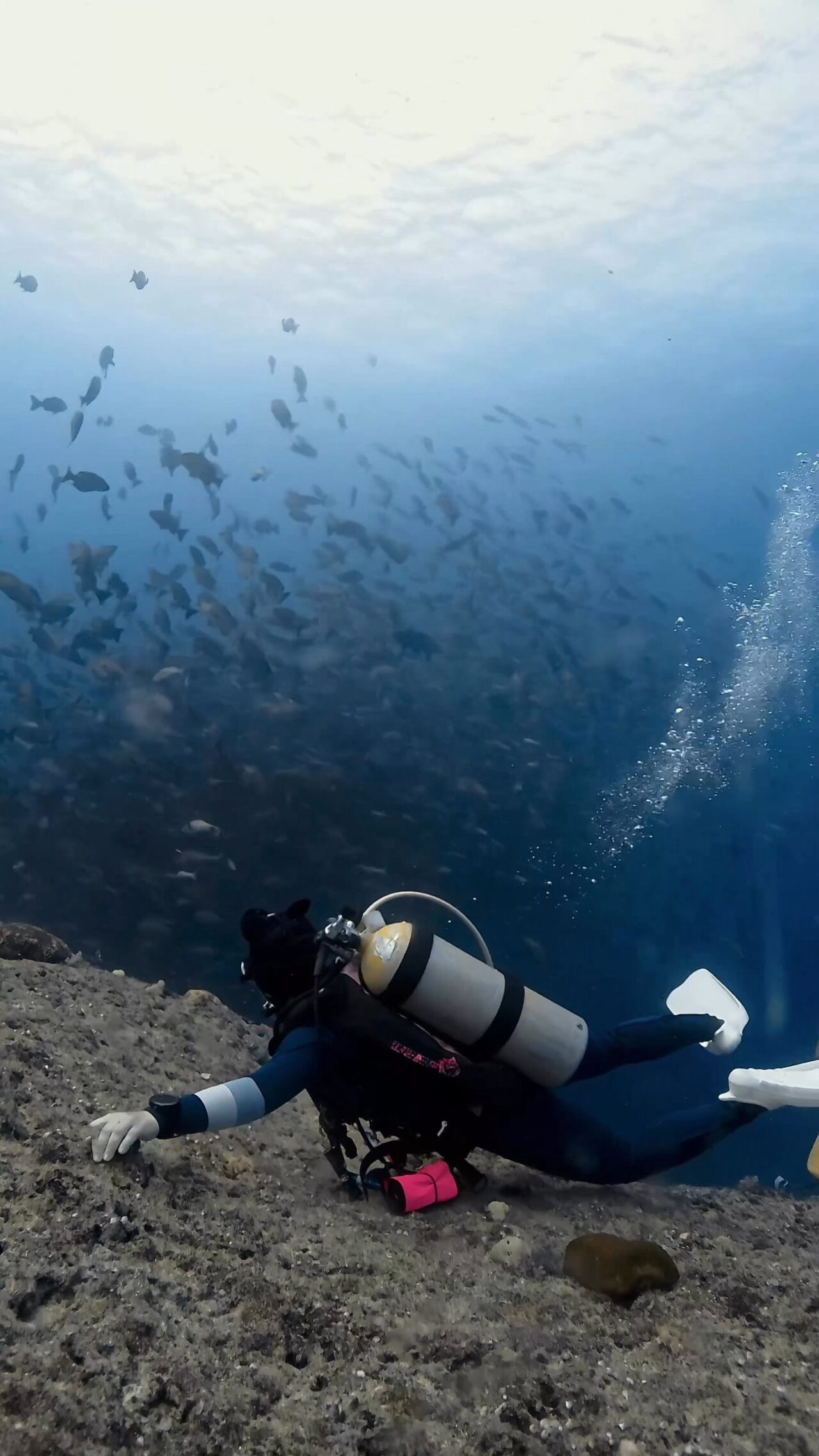 美しきブルシャーク ペリリューコーナー ペリリューカット ペリリューエキスプレス ロングエキスプレス パラオ ペリリュー島のダイビングショップ｜OMZオムズ