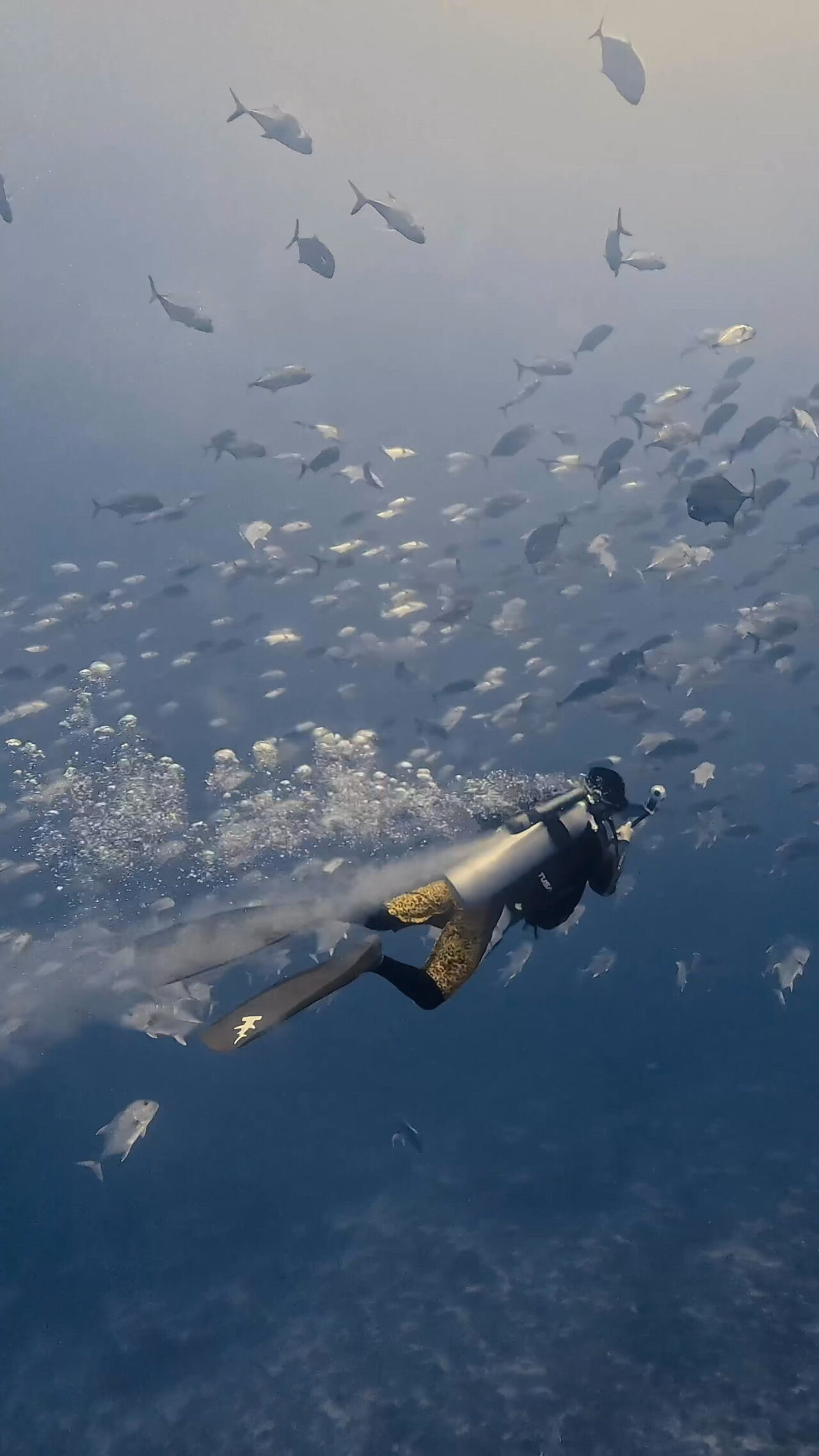 きらきらぐるぐる ペリリューコーナー ペリリューカット ペリリューエキスプレス パラオ ペリリュー島のダイビングショップ｜OMZオムズ