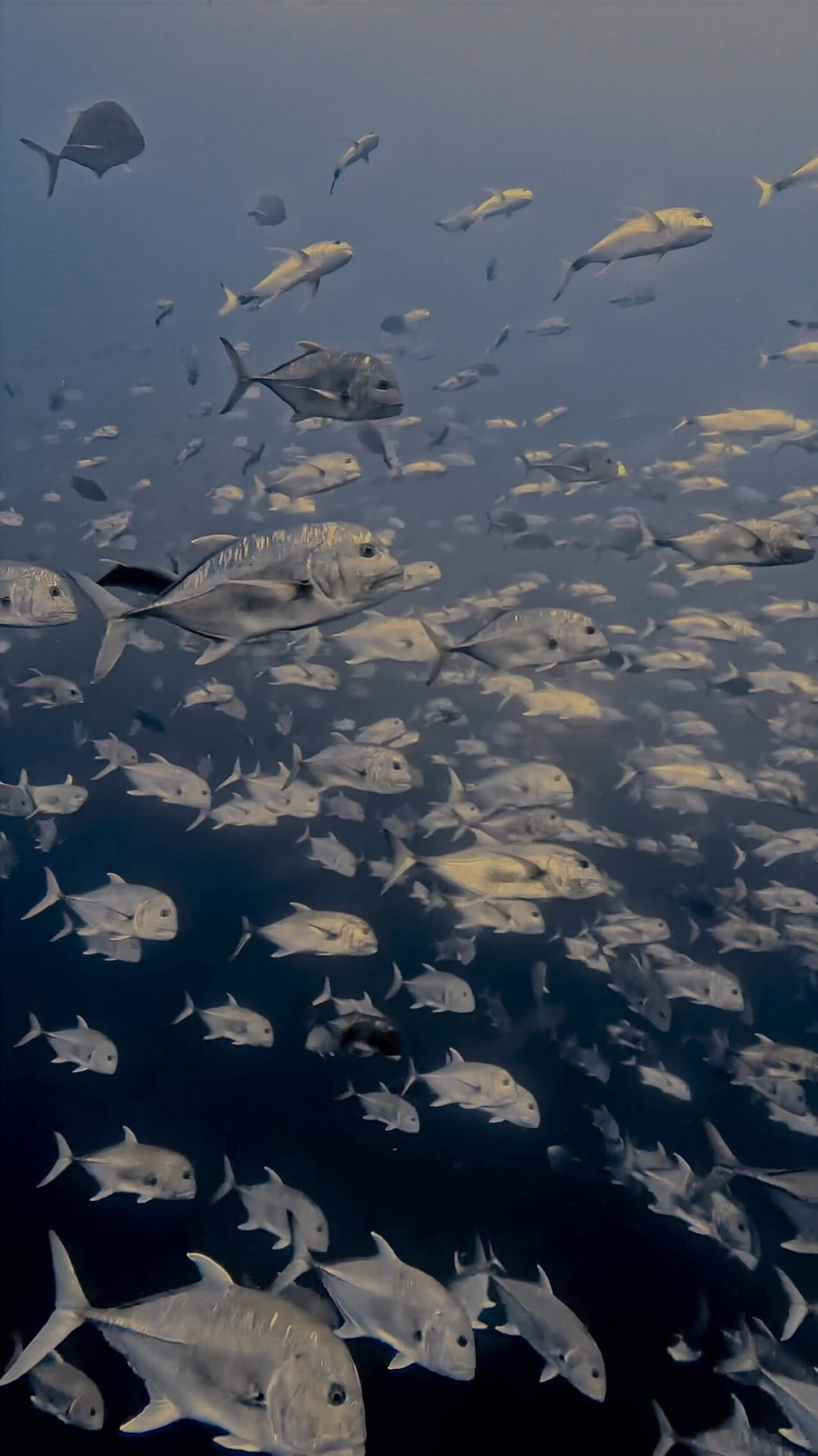 春のイレズミフエダイ2026.04 ペリリューコーナー ペリリューカット ペリリューエキスプレス ロングエキスプレス パラオ ペリリュー島のダイビングショップ|OMZオムズ