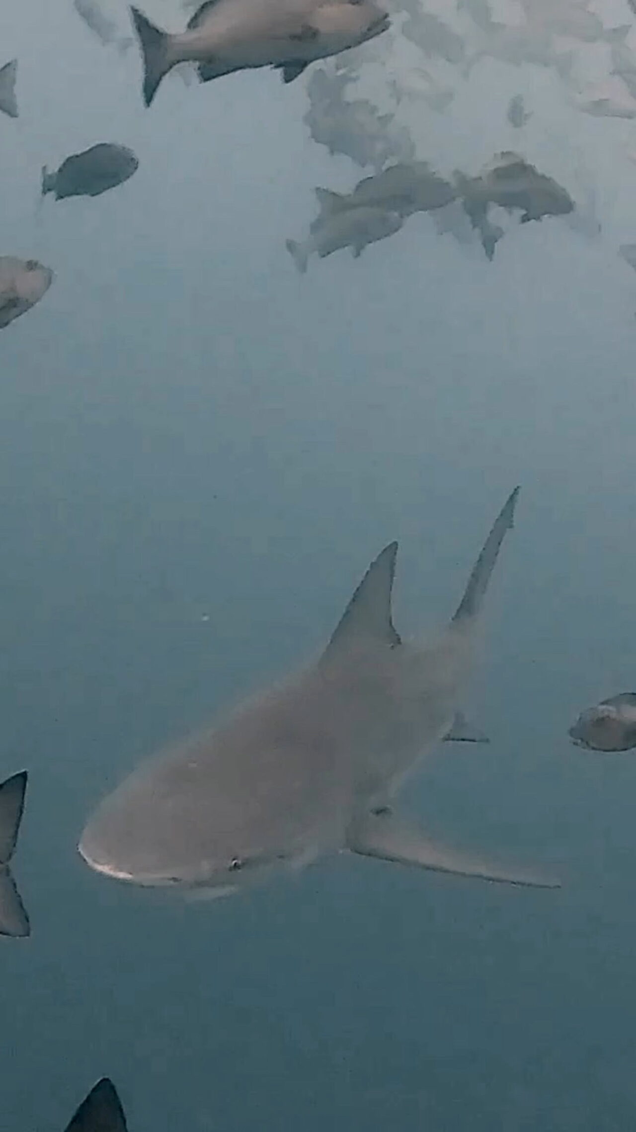 やってくるブルシャーク ペリリューコーナー ペリリューカット ペリリューエキスプレス ペリリュードロップオフ パラオ ペリリュー島のダイビングショップ｜OMZオムズ