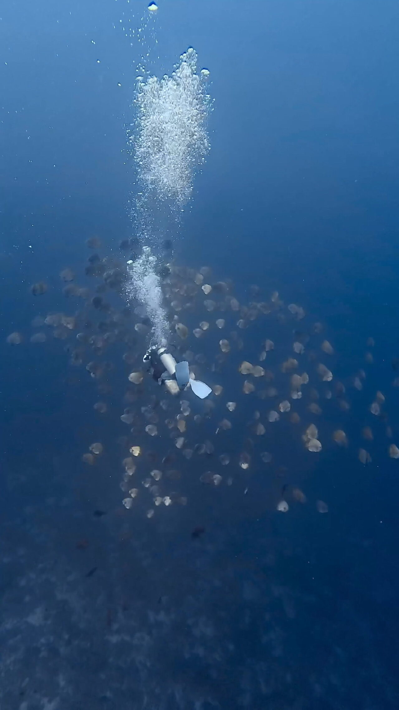 きらきら滅 ペリリューコーナー ペリリューカット ペリリューエキスプレス オレンジビーチ パラオ ペリリュー島のダイビングショップ｜OMZオムズ